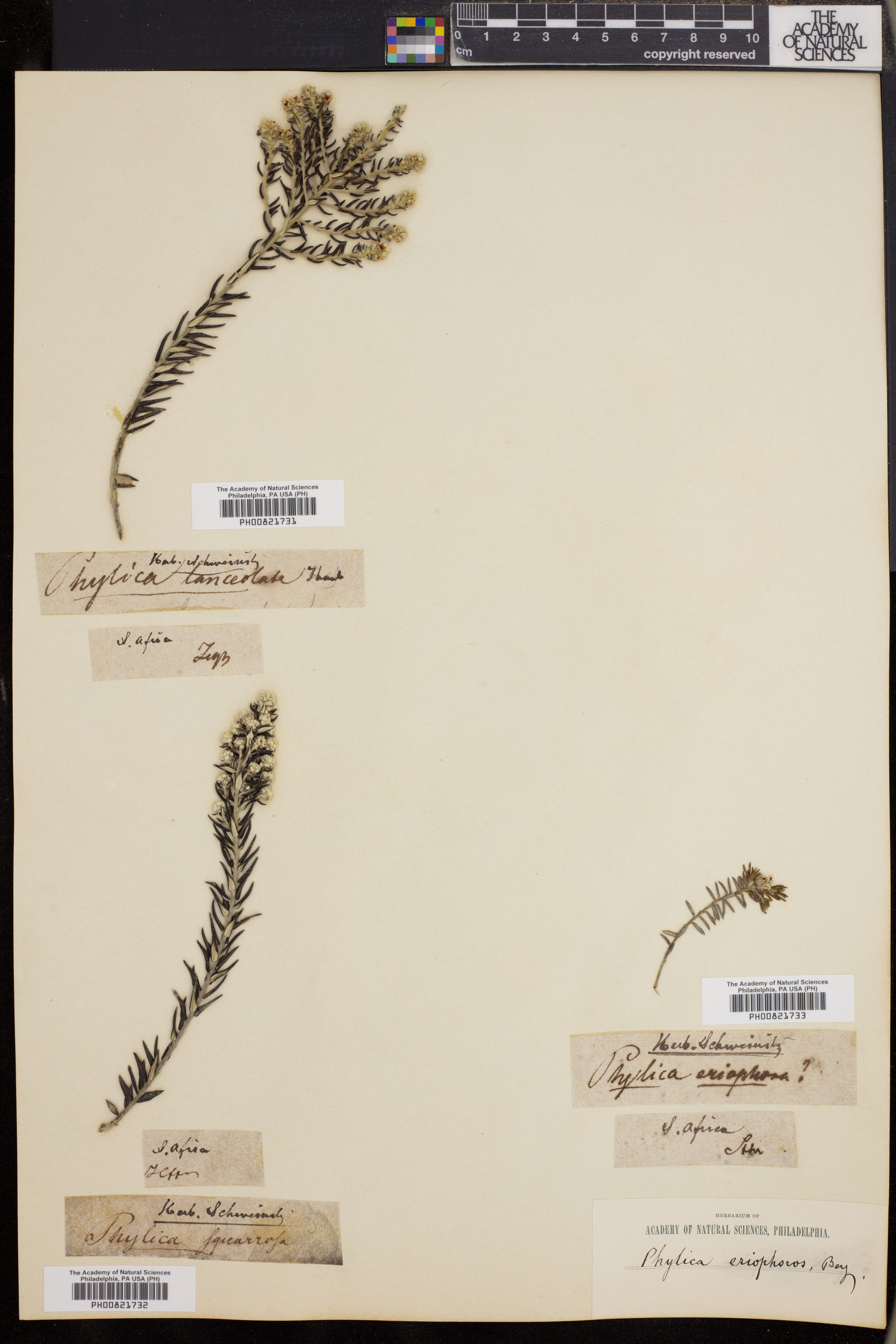 Phylica imberbis image