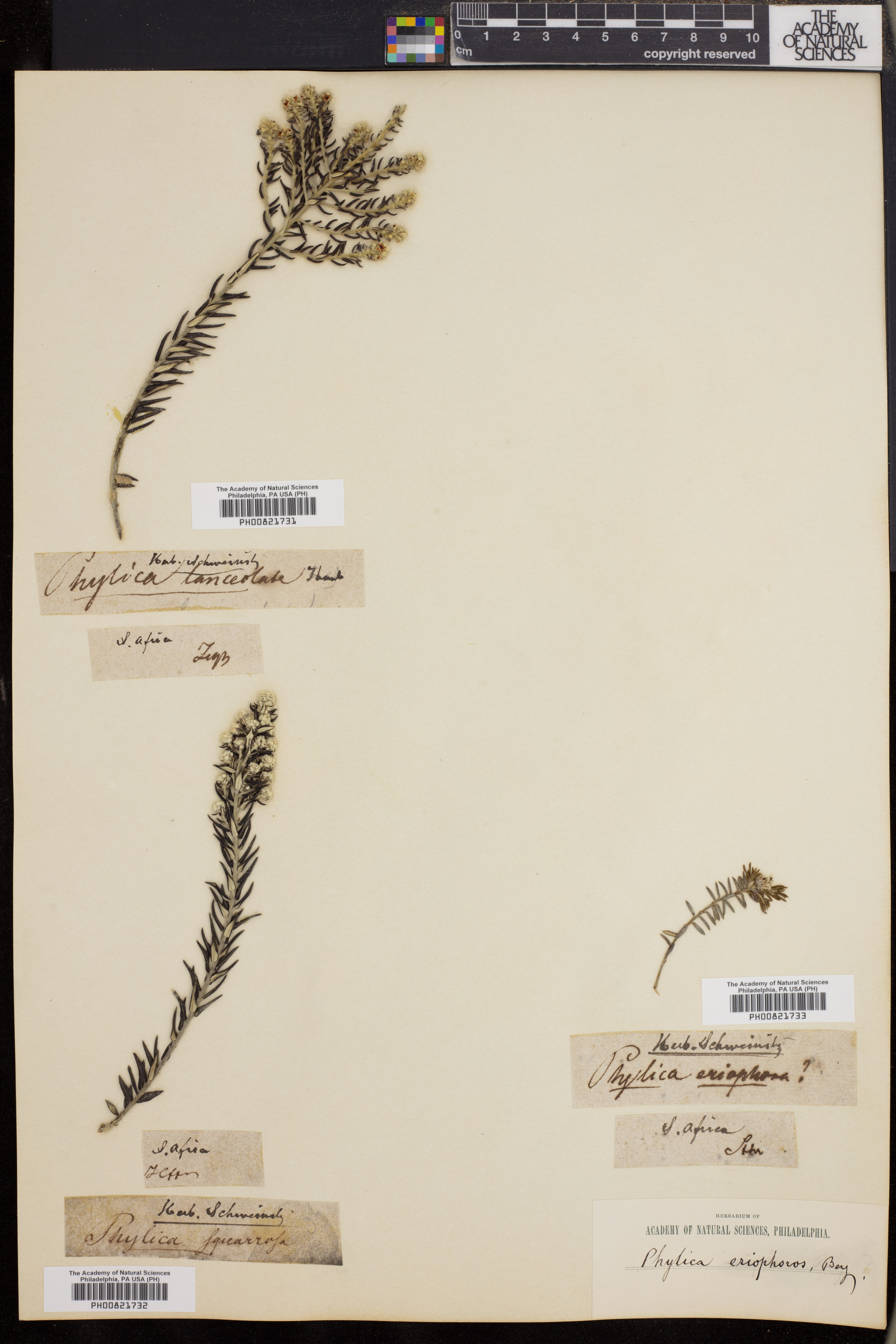 Phylica imberbis var. eriophoros image