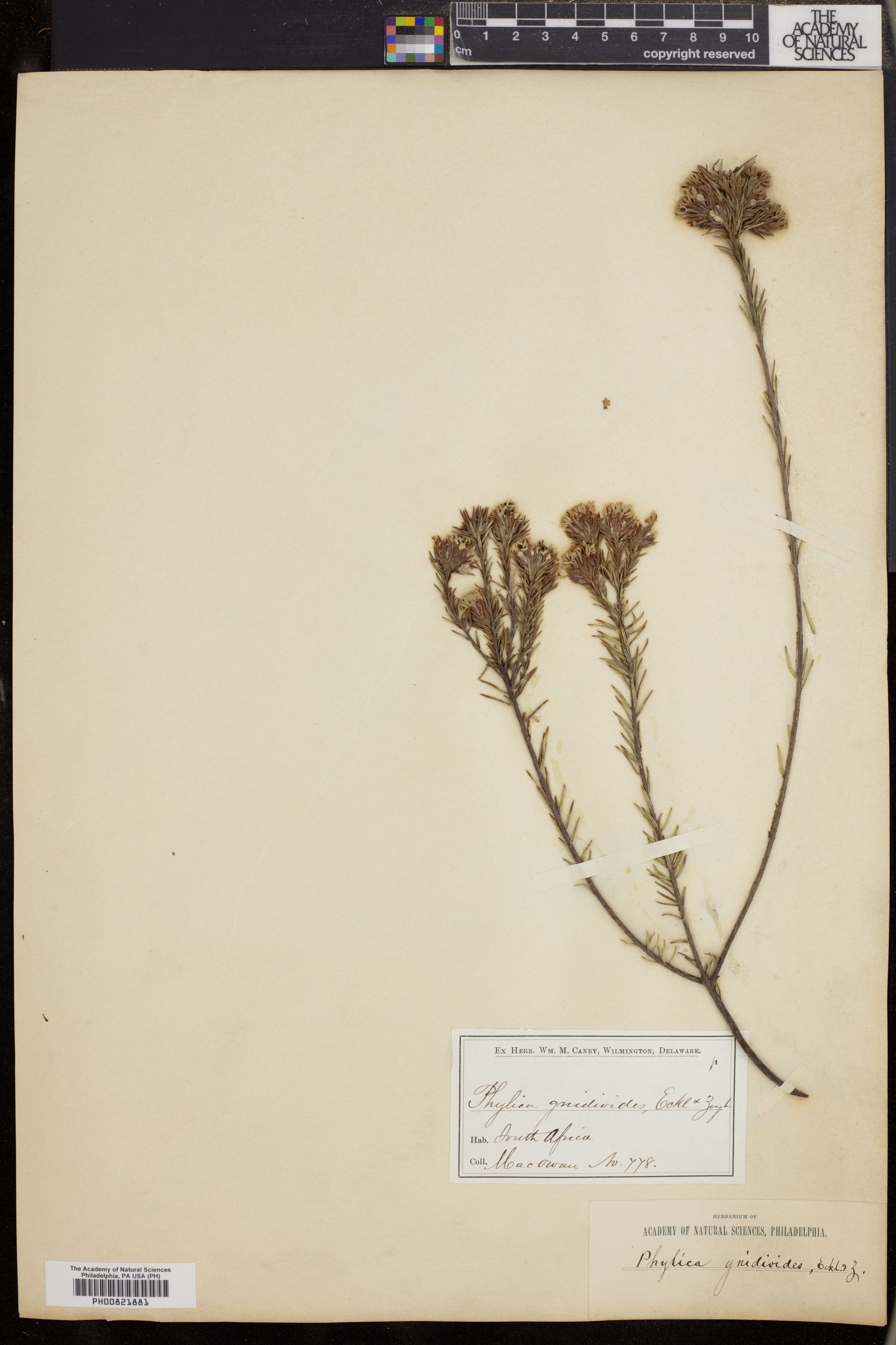 Phylica gnidioides image