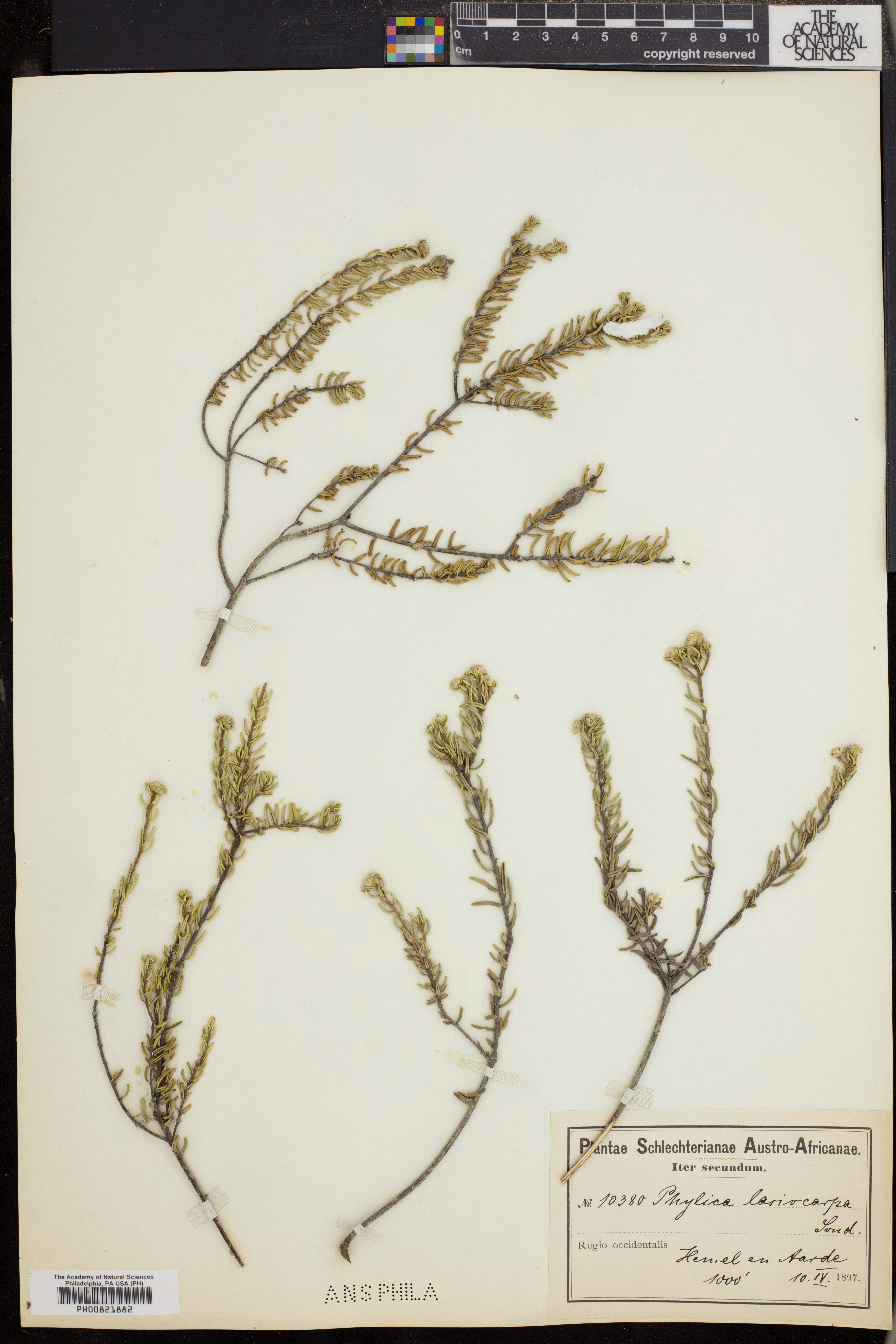 Phylica lasiocarpa image