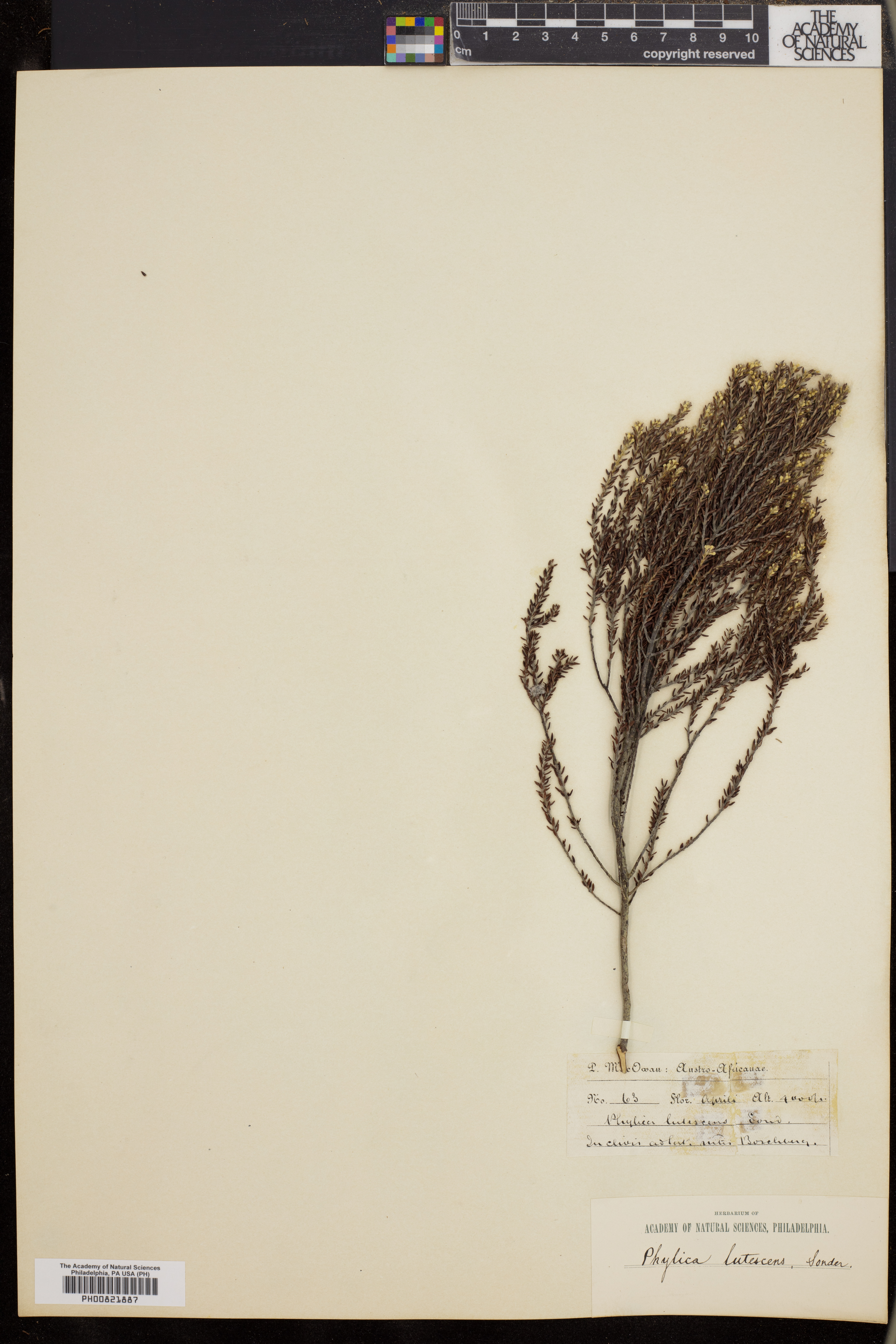 Phylica axillaris var. lutescens image