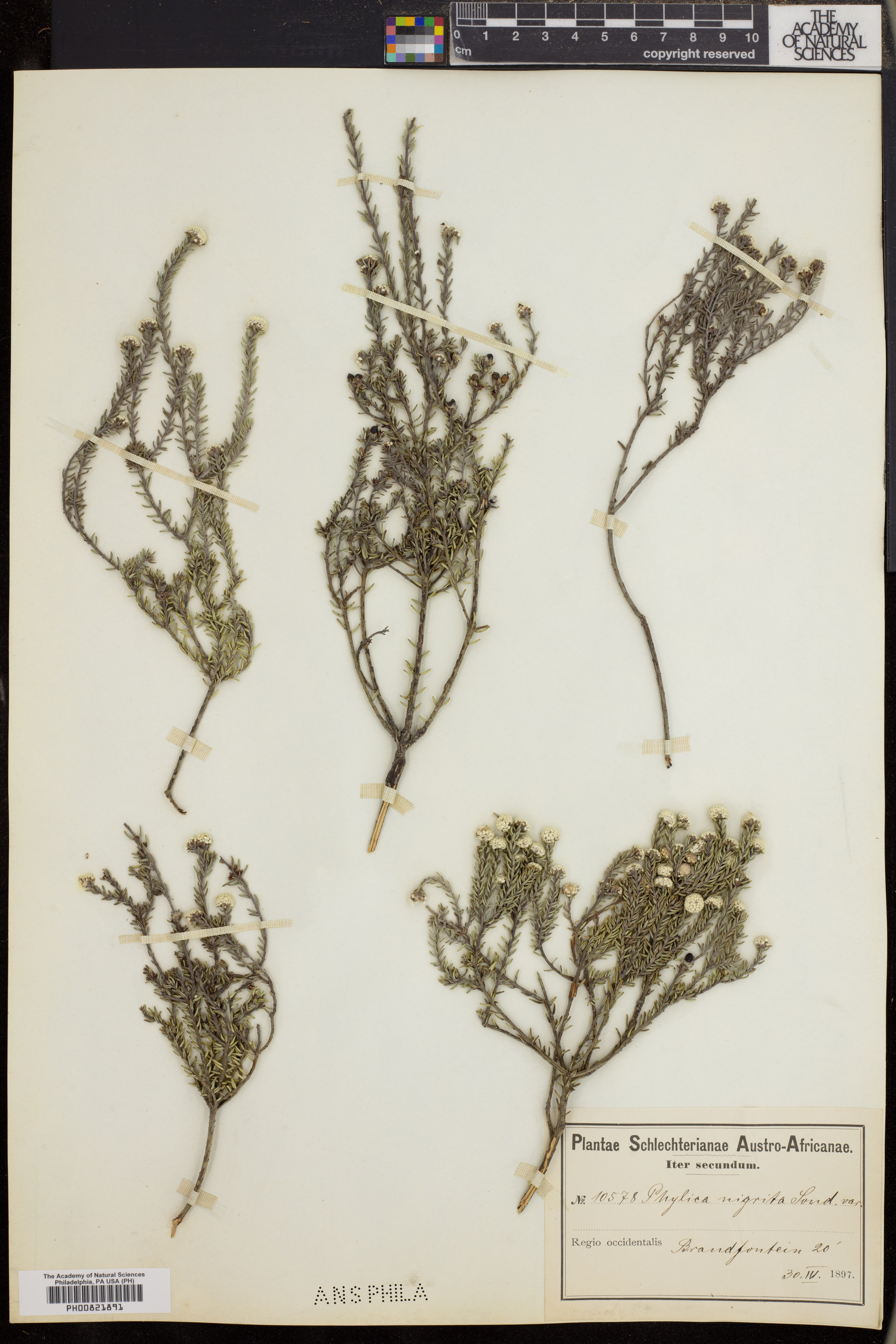 Phylica nigrita image