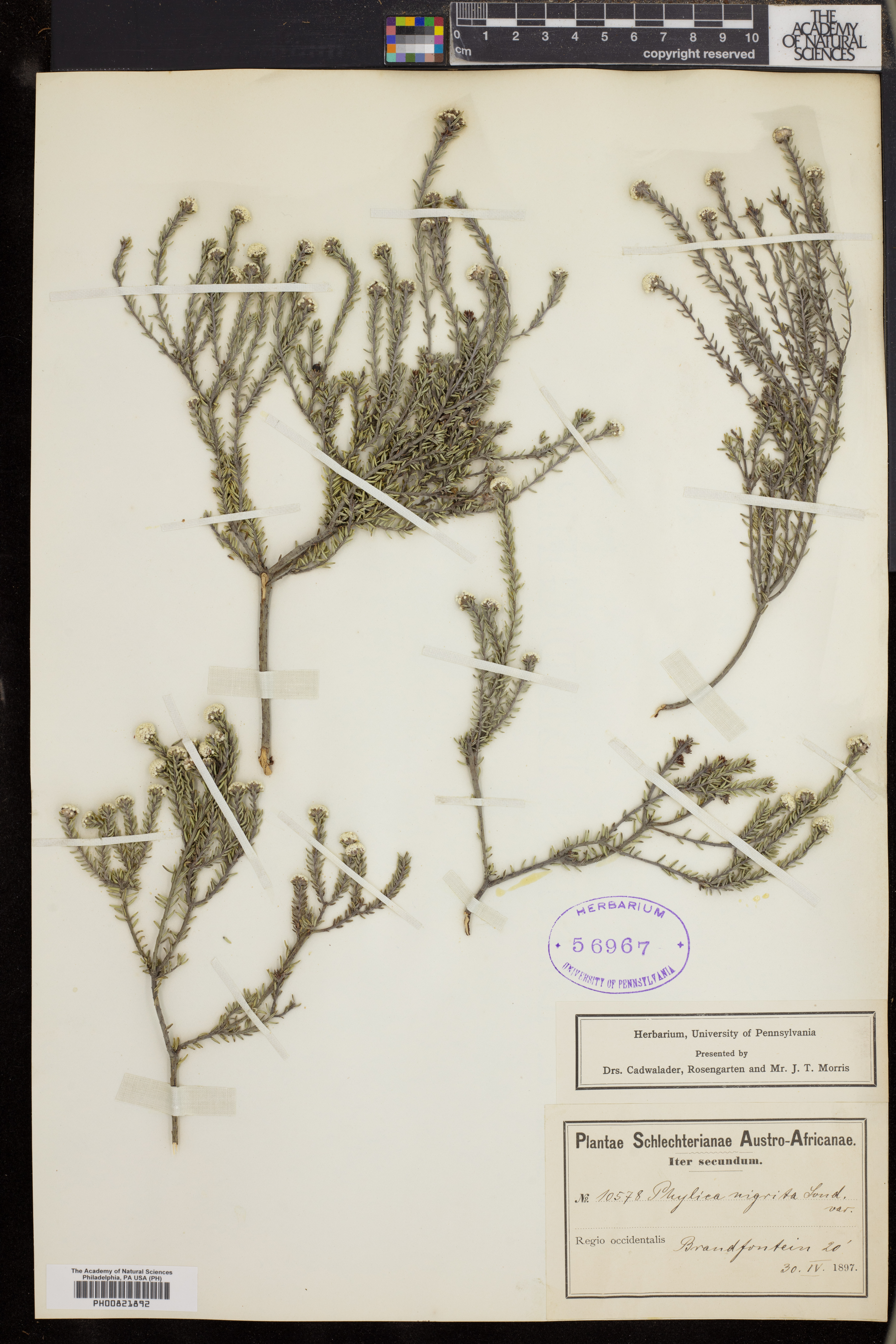 Phylica nigrita image