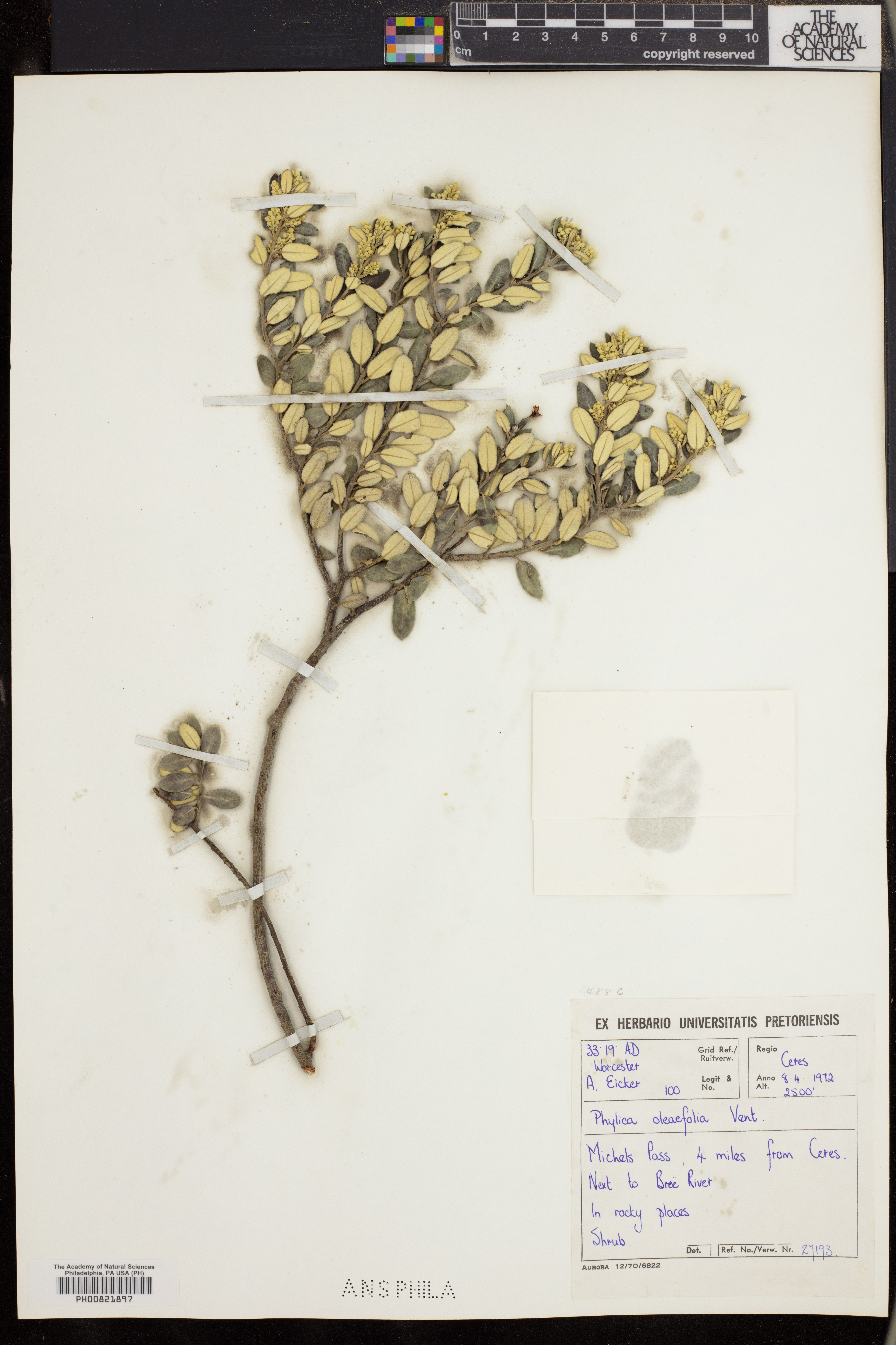 Phylica oleifolia image