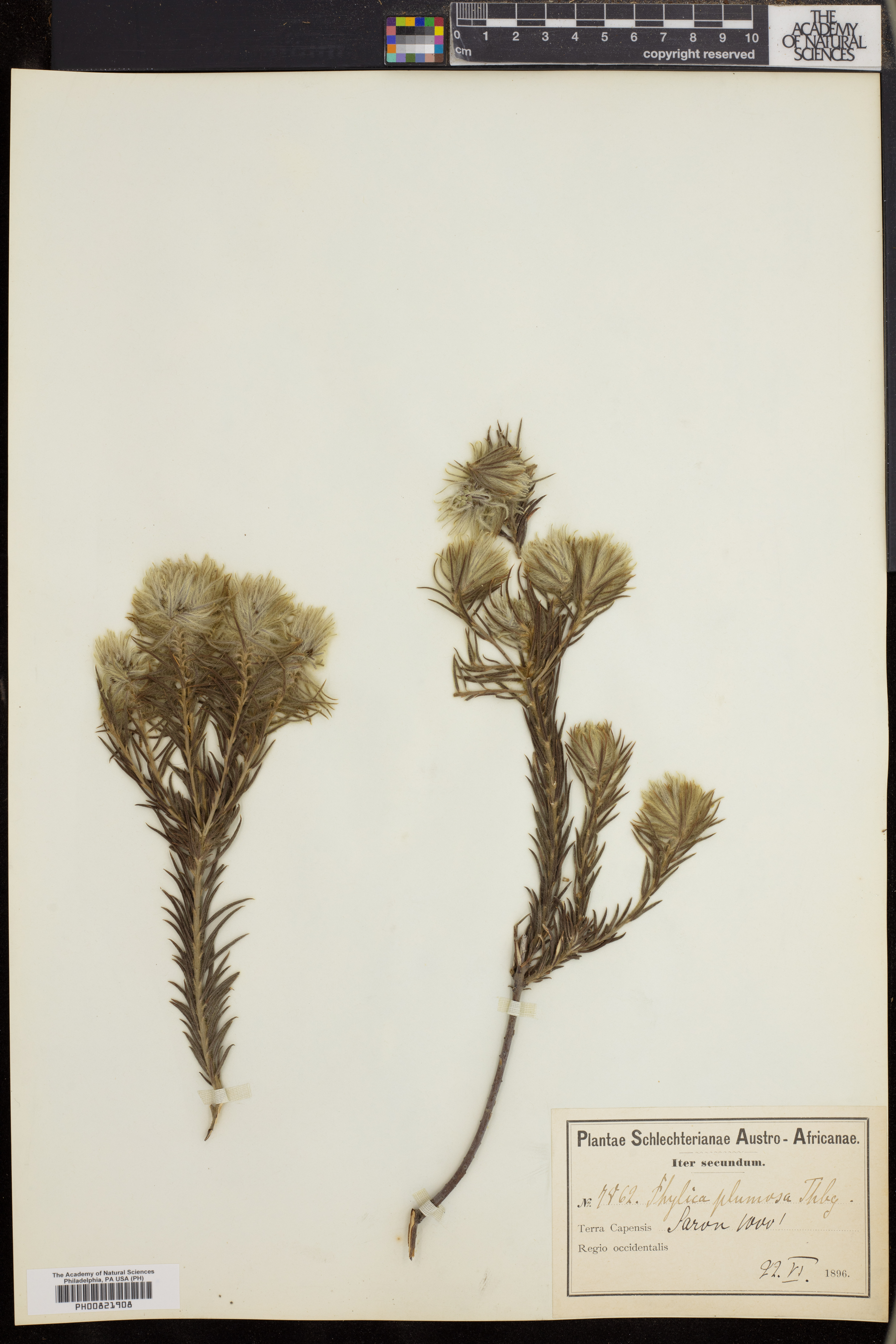 Phylica plumosa image