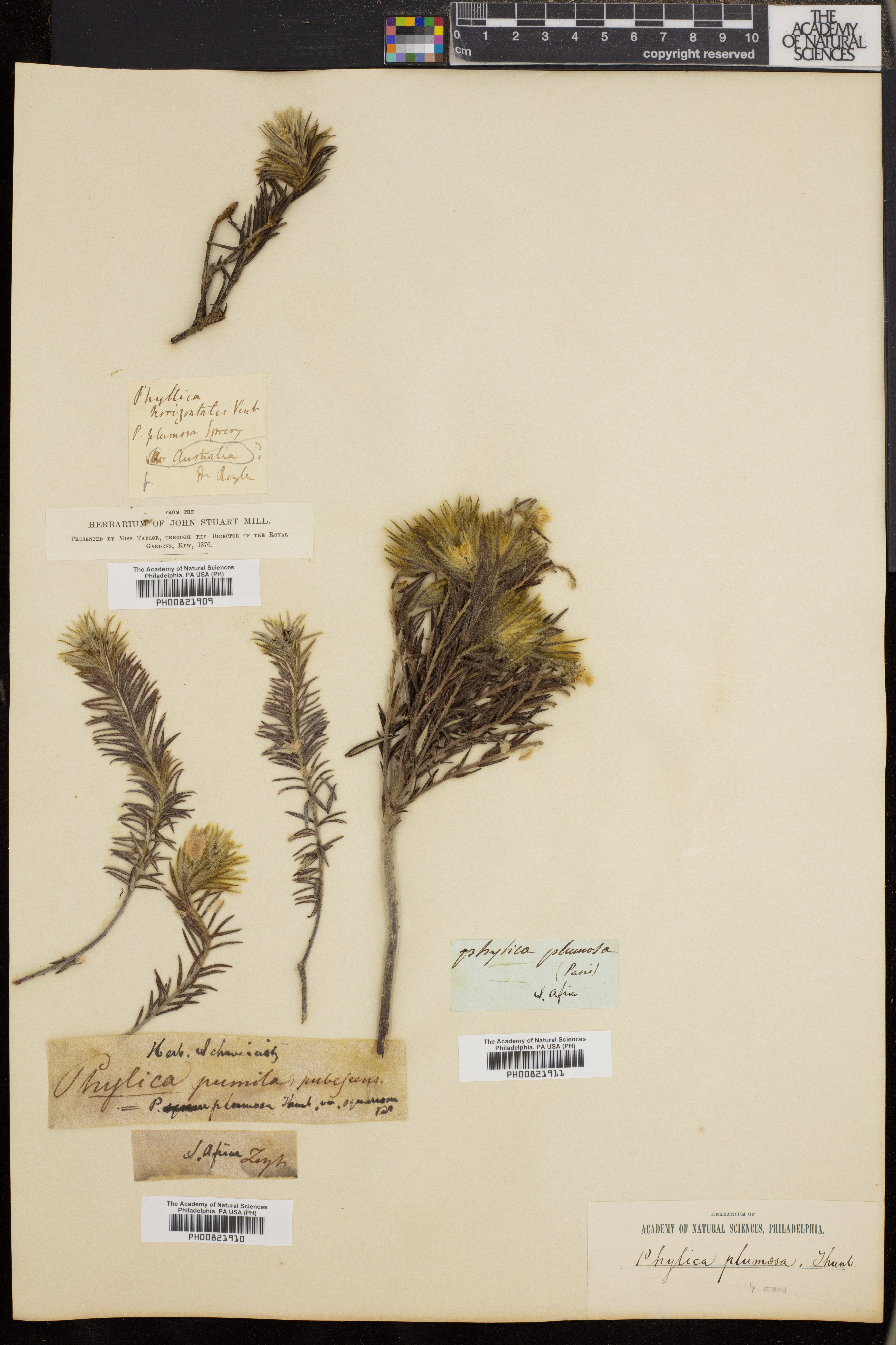Phylica plumosa image