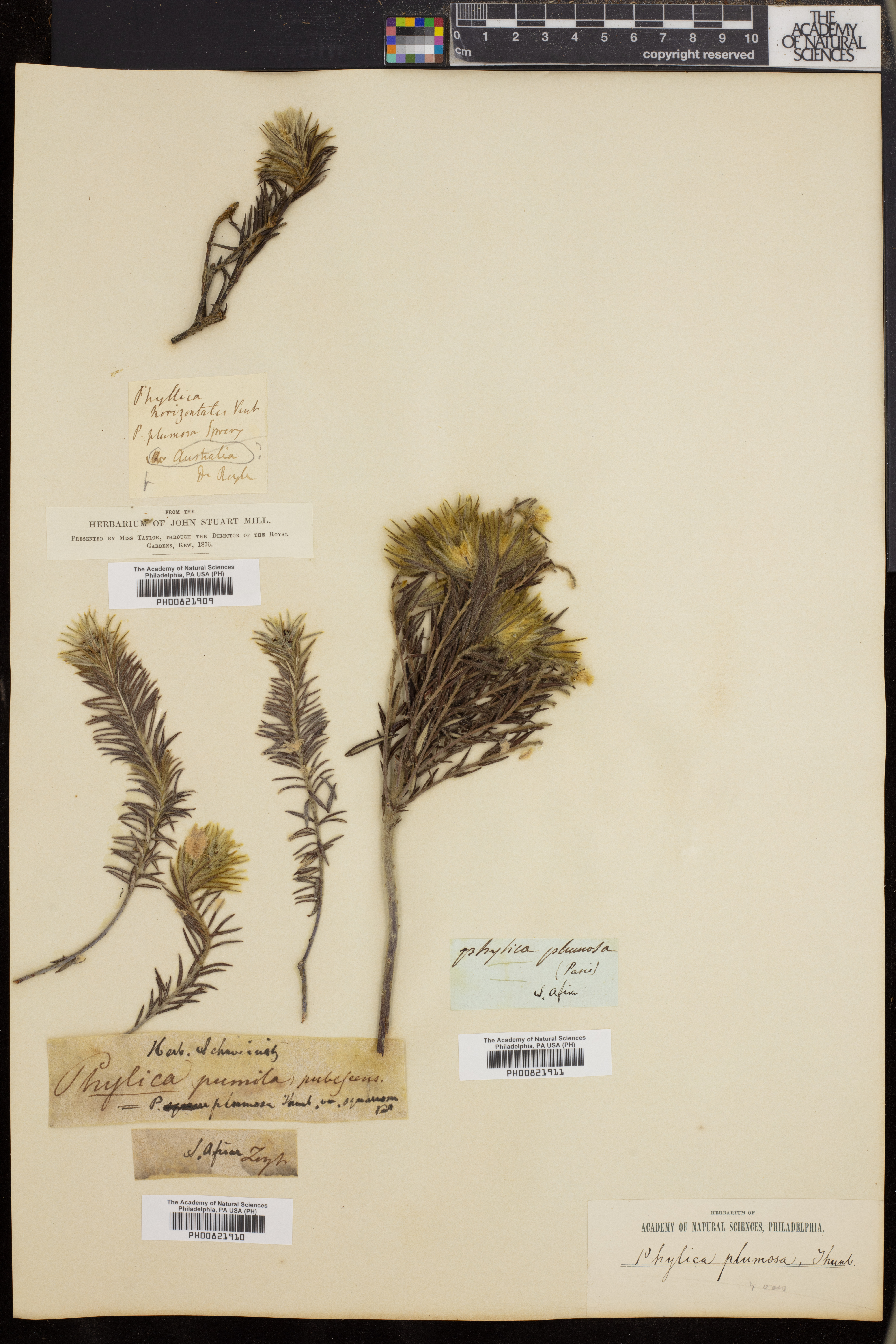 Phylica plumosa image