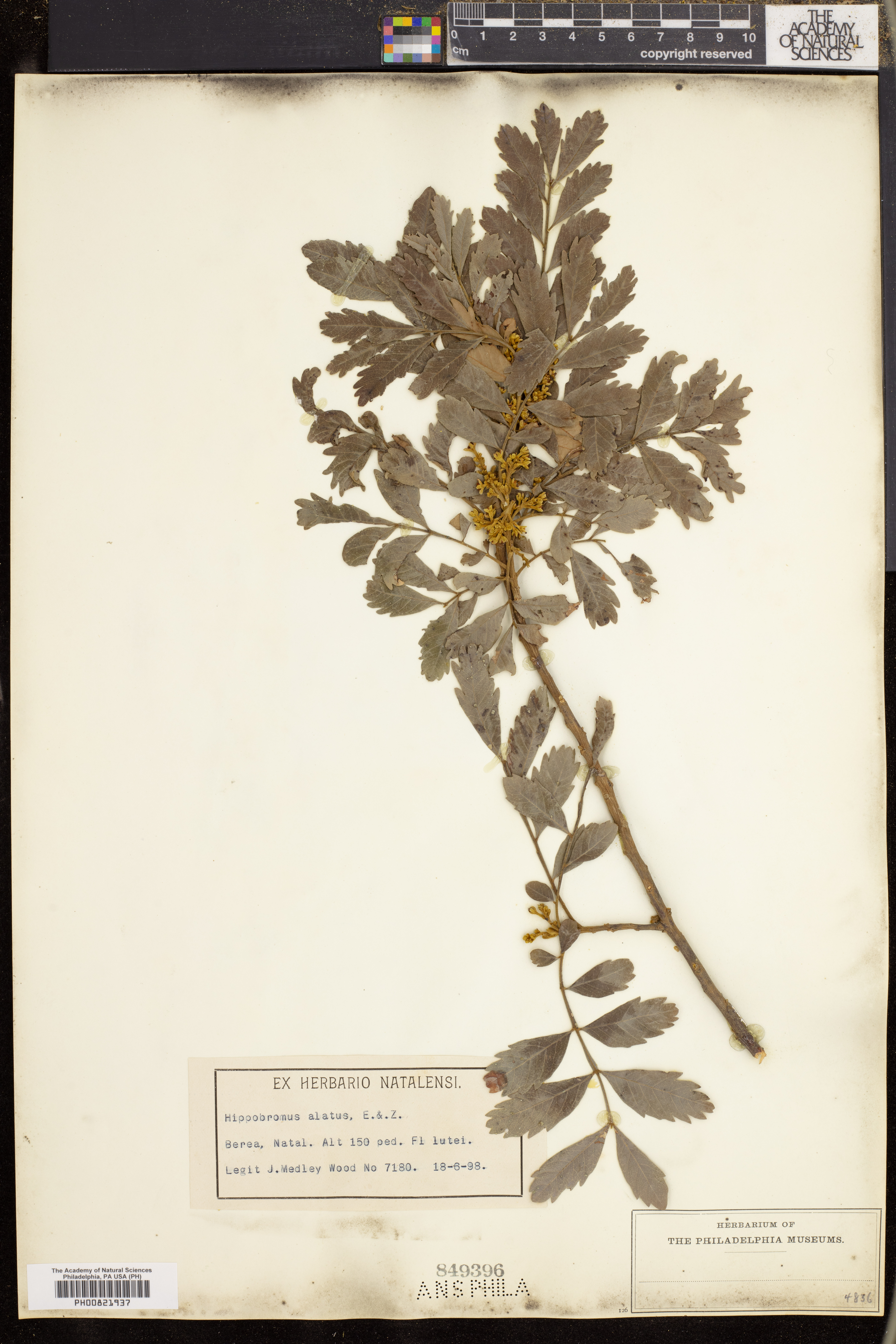 Hippobromus pauciflorus image