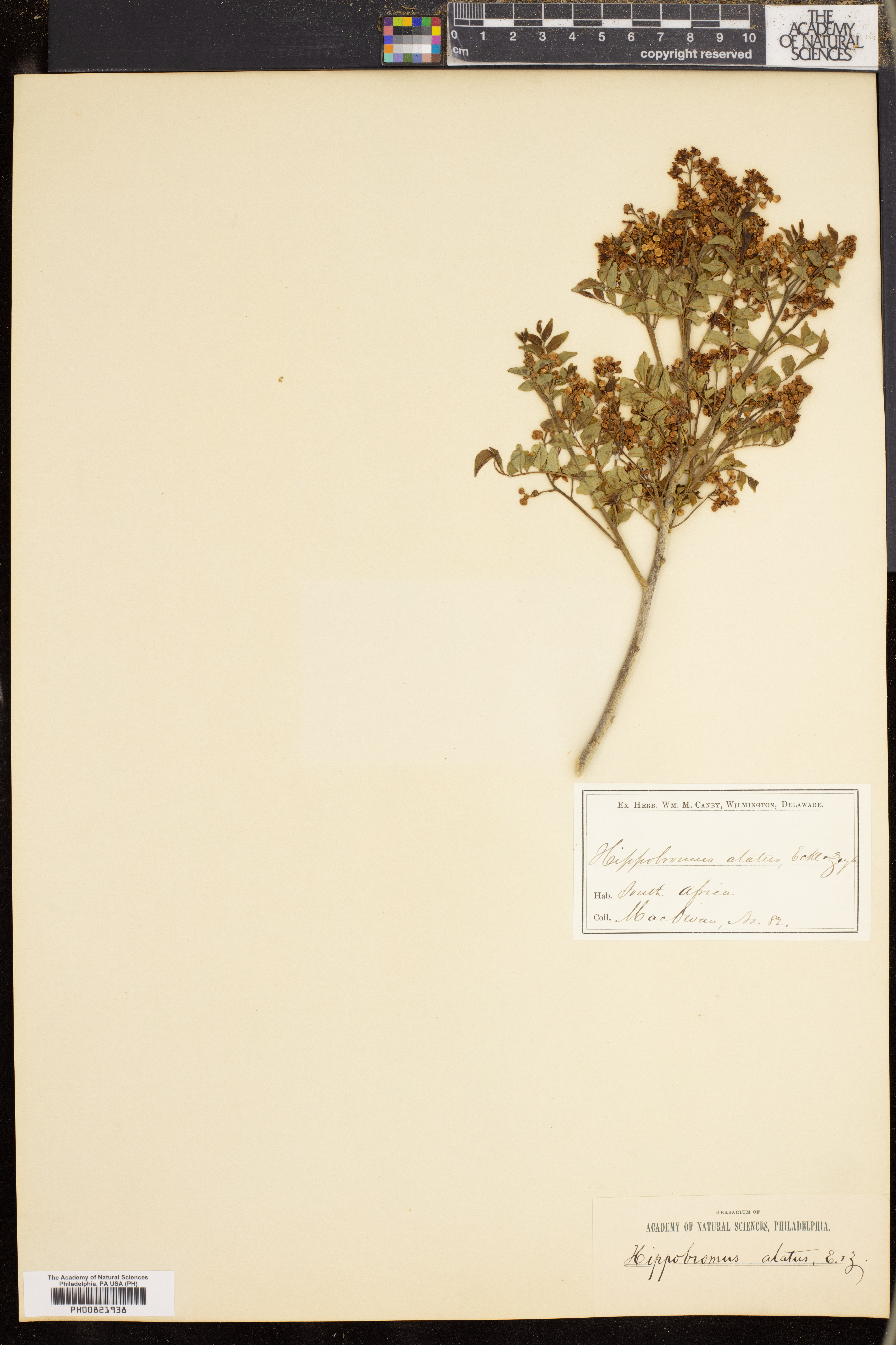Hippobromus pauciflorus image