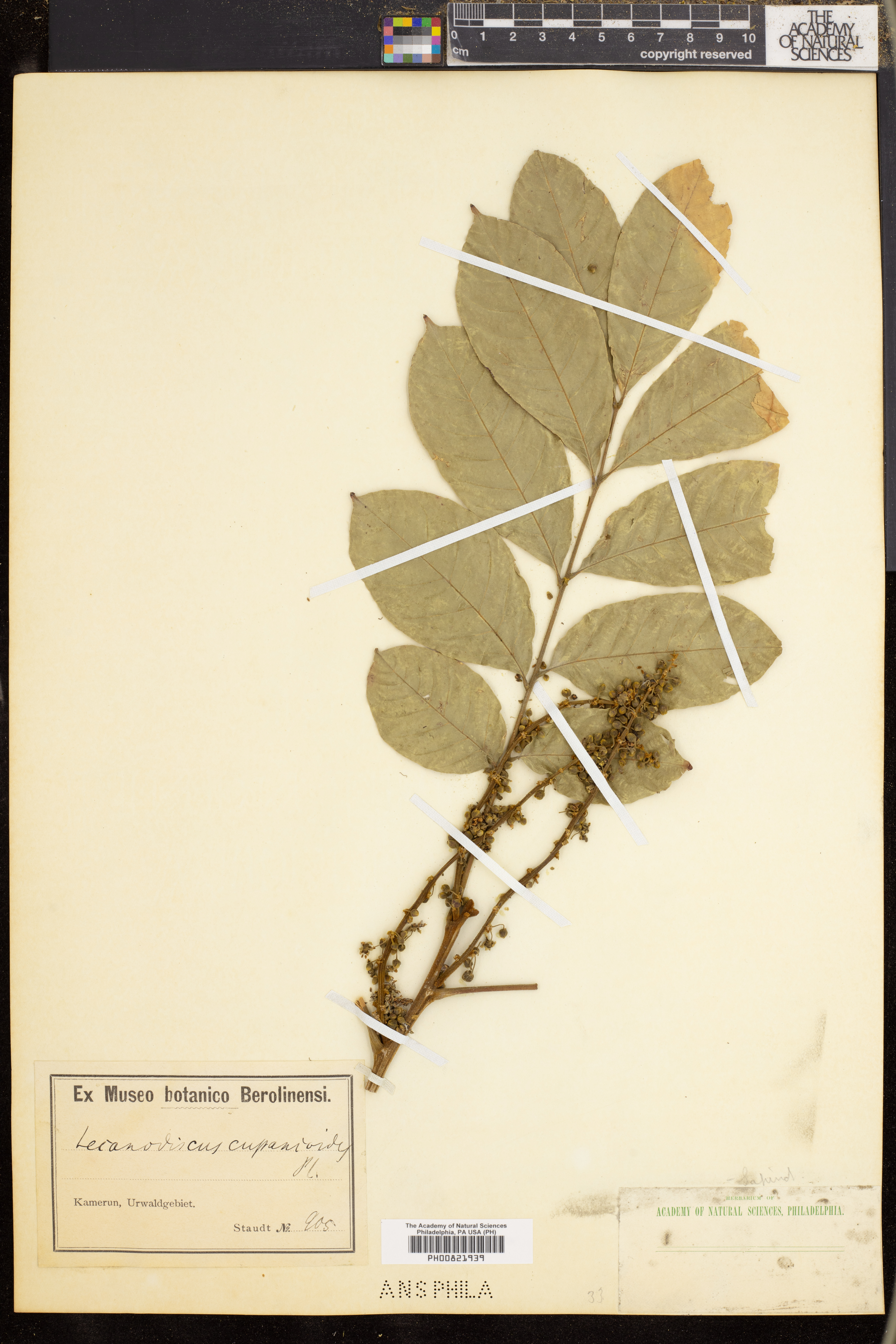 Lecaniodiscus cupanioides image