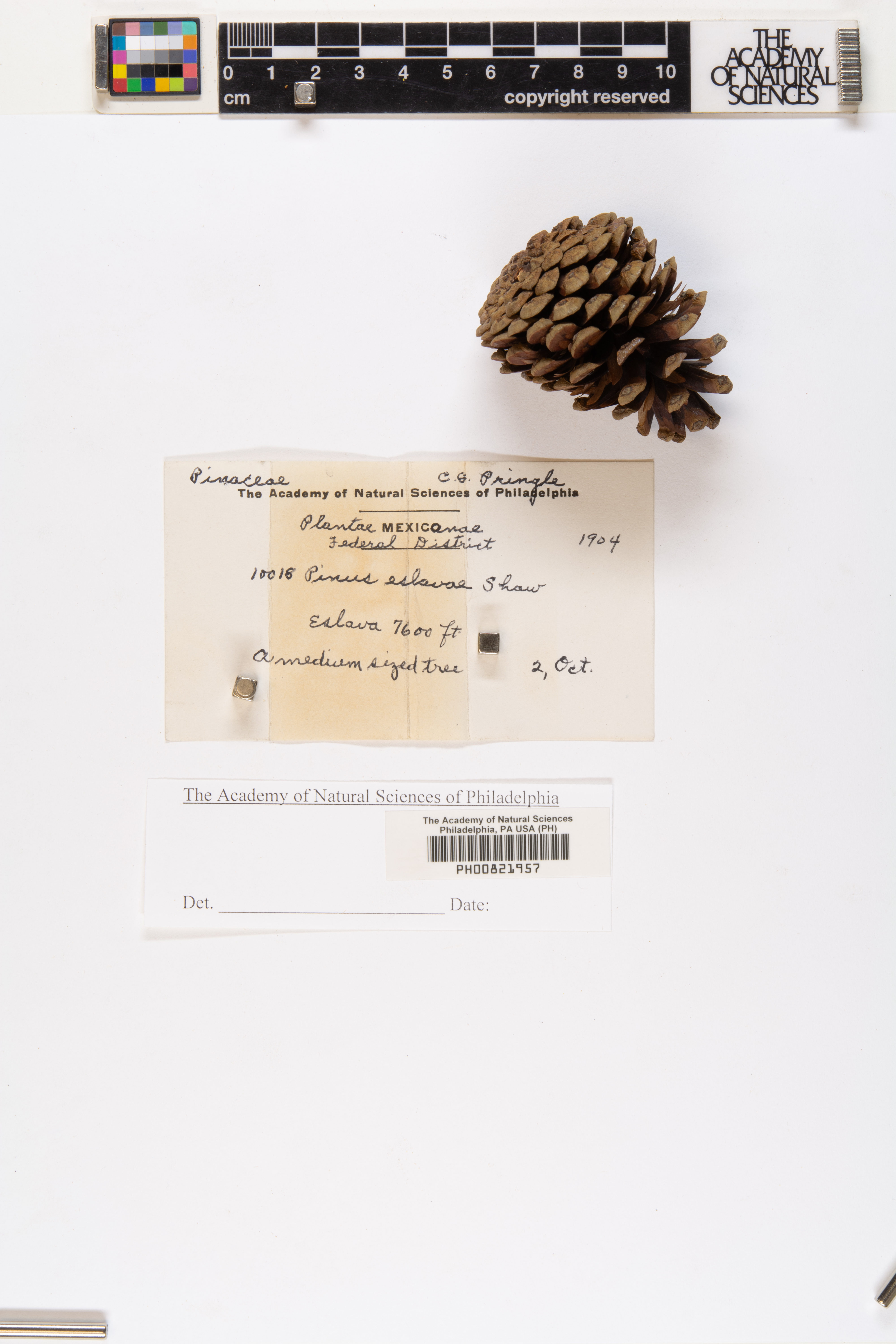 Pinus eslavae image