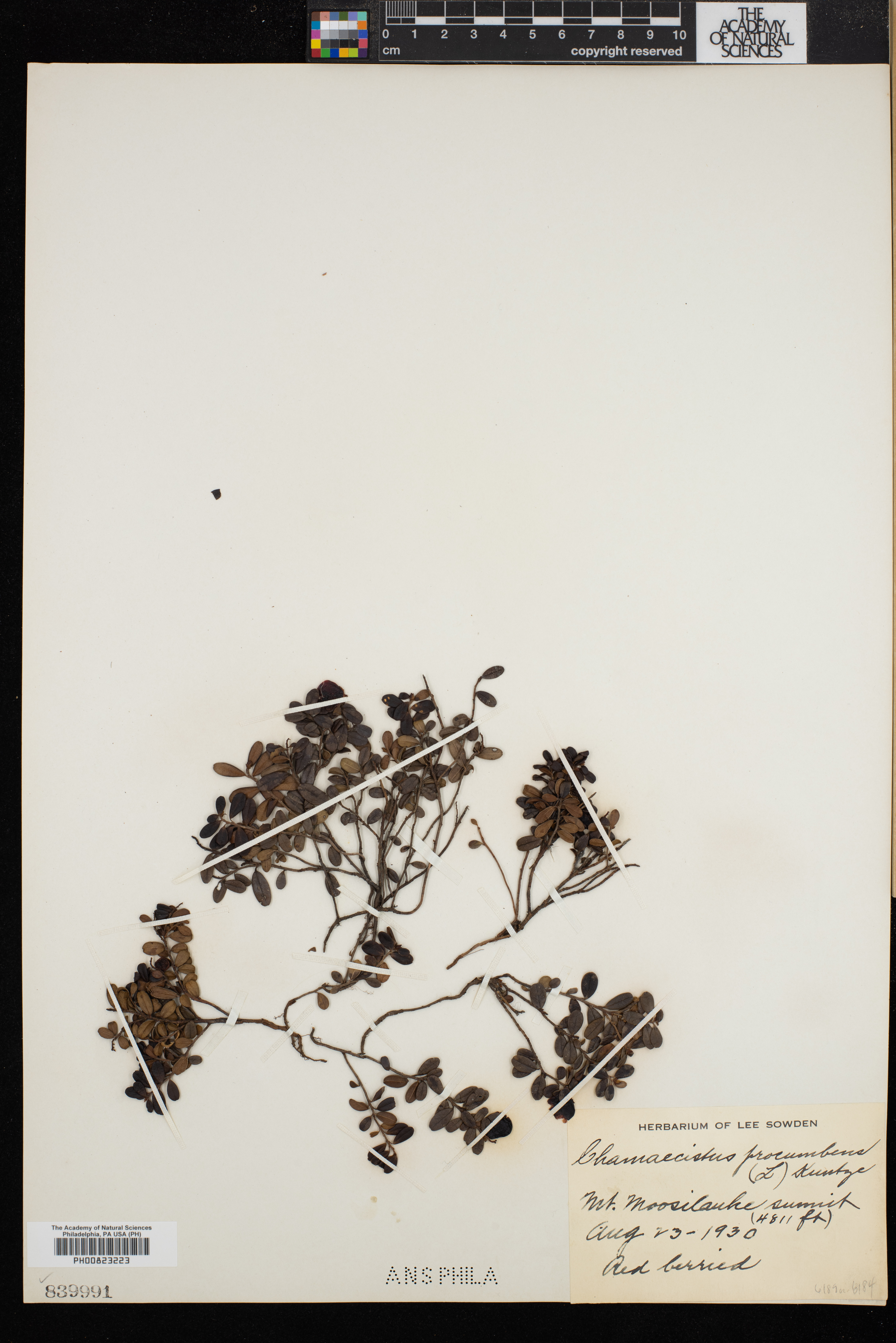 Chamaecistus procumbens image