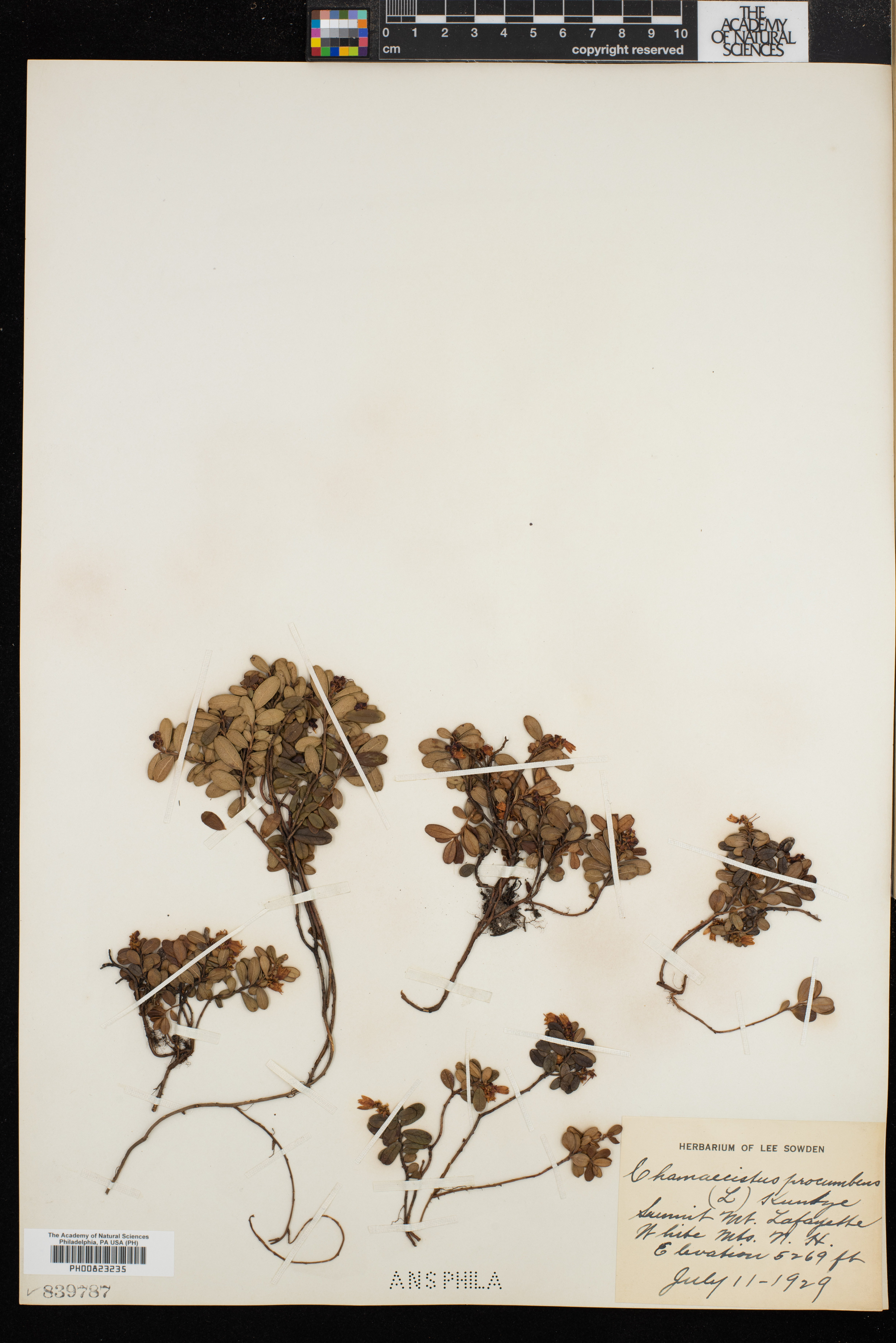 Chamaecistus procumbens image