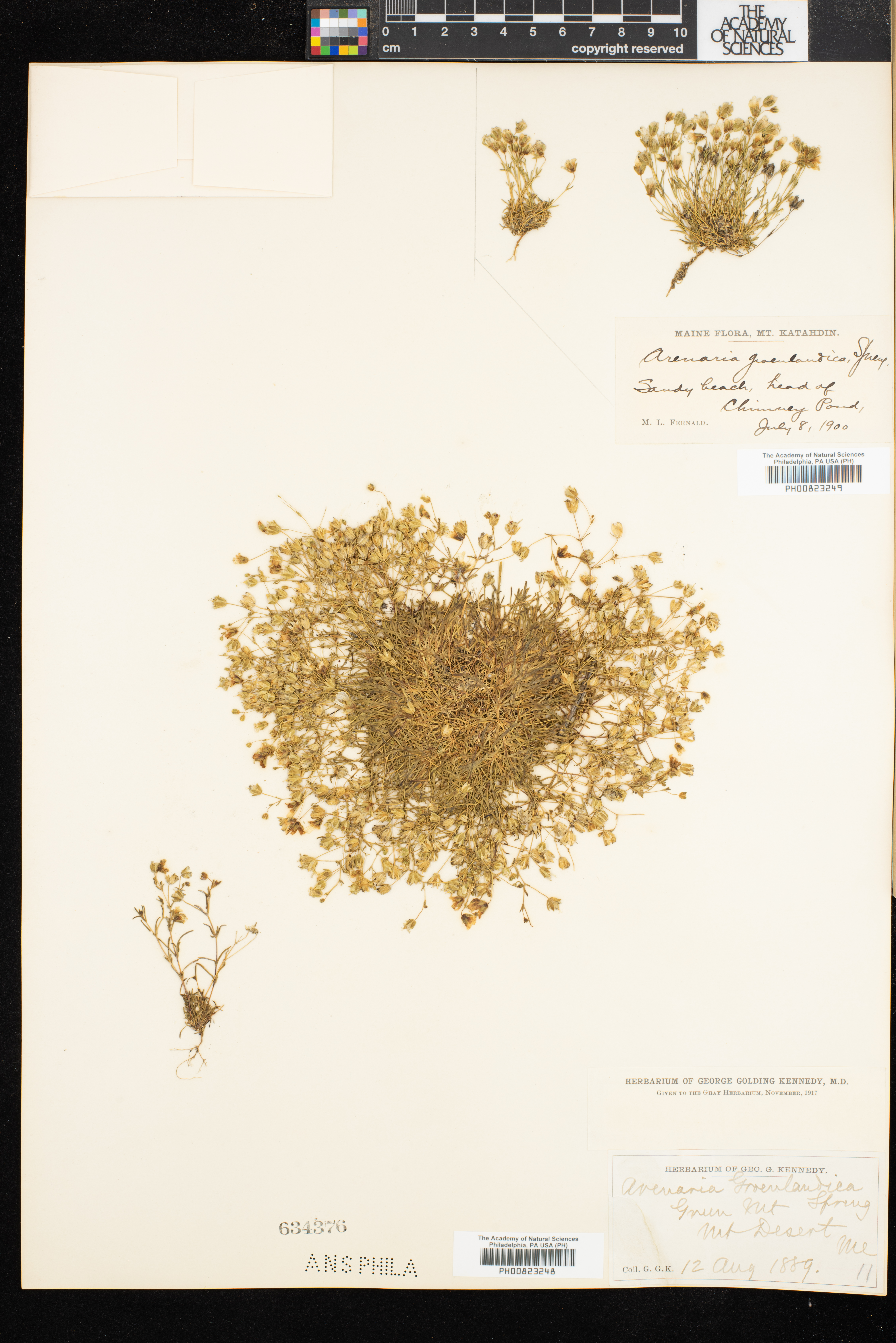 Arenaria groenlandica image
