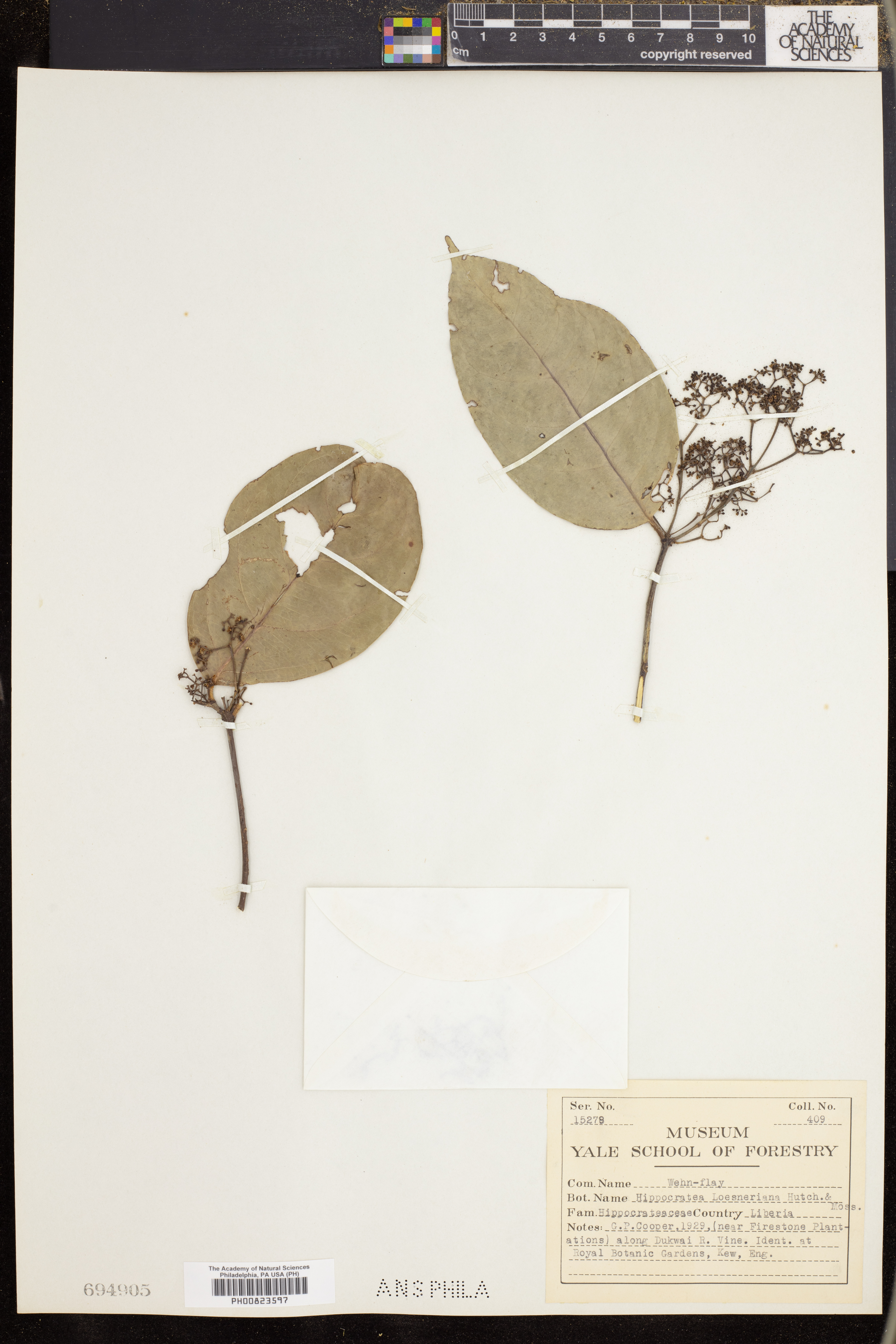 Reissantia indica var. loeseneriana image