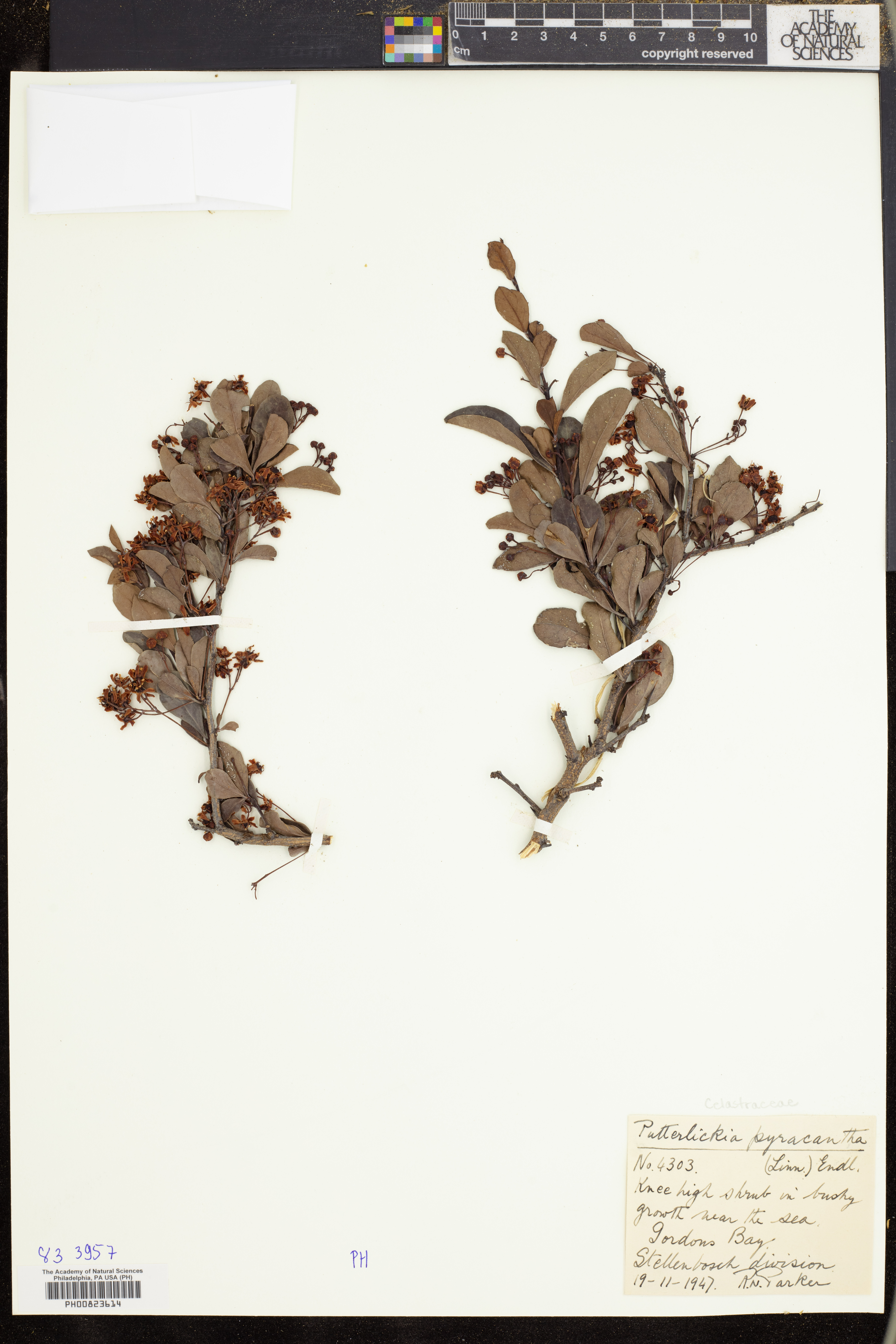 Putterlickia pyracantha image