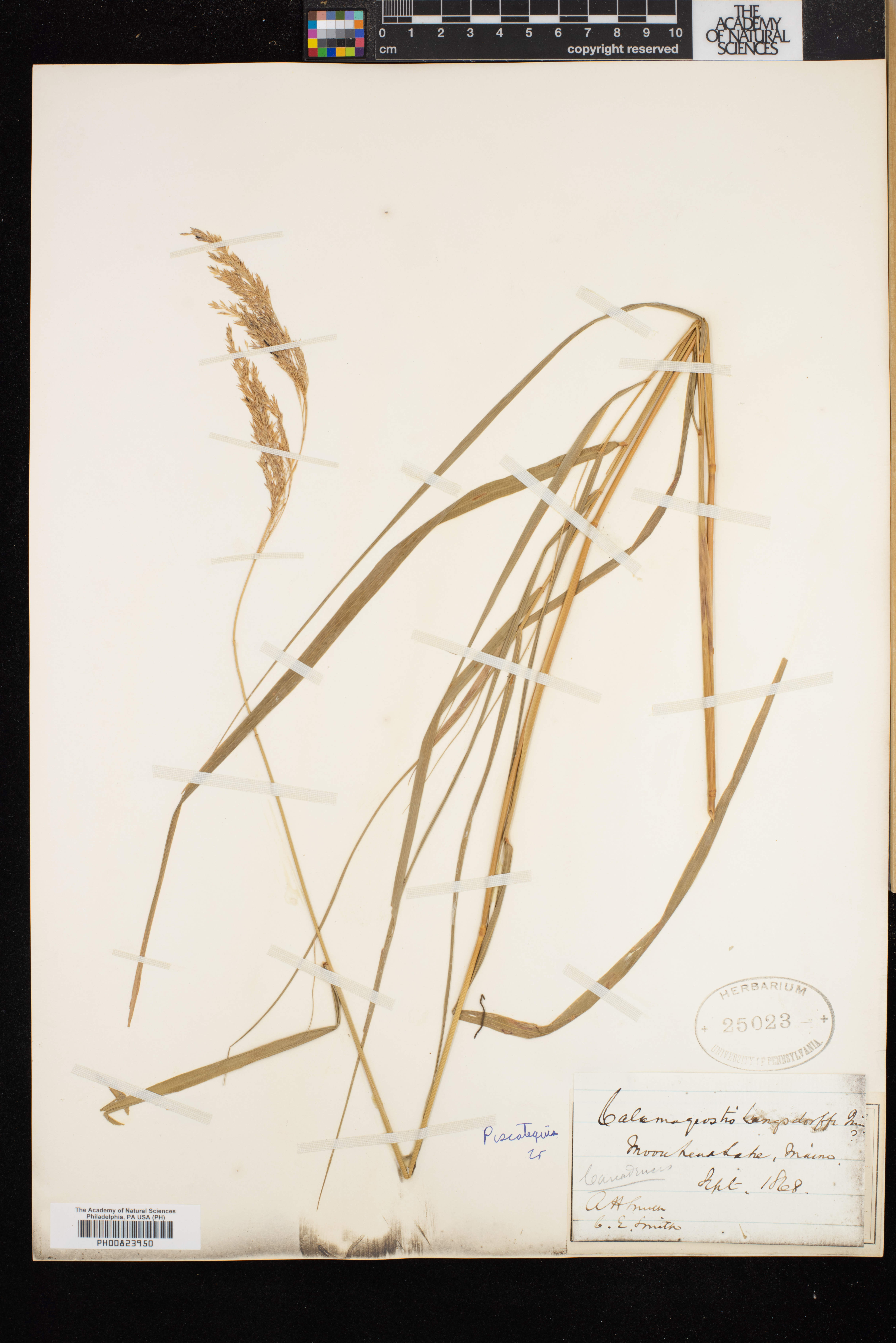 Calamagrostis langsdorffii image