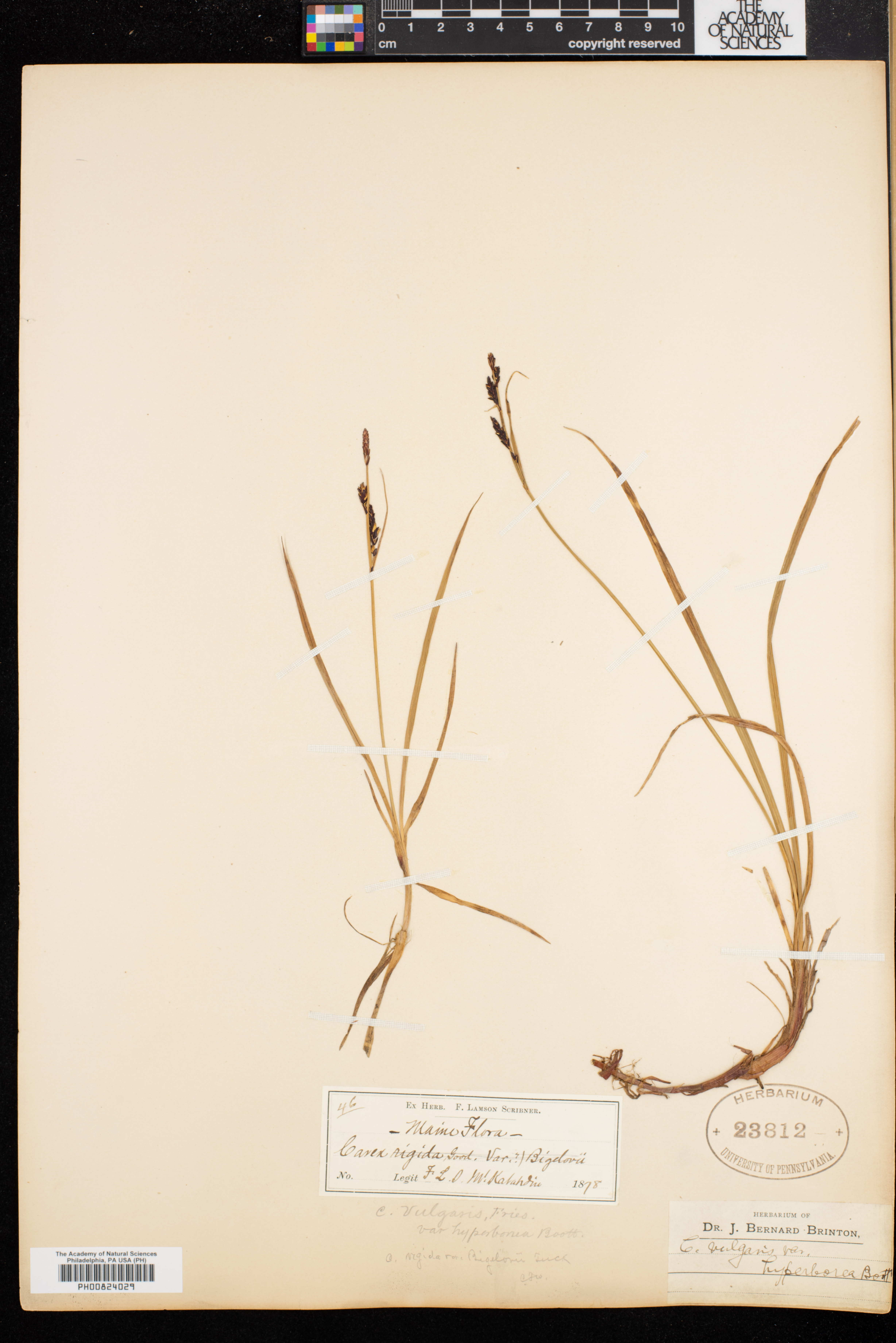 Carex bigelowii subsp. dacica image