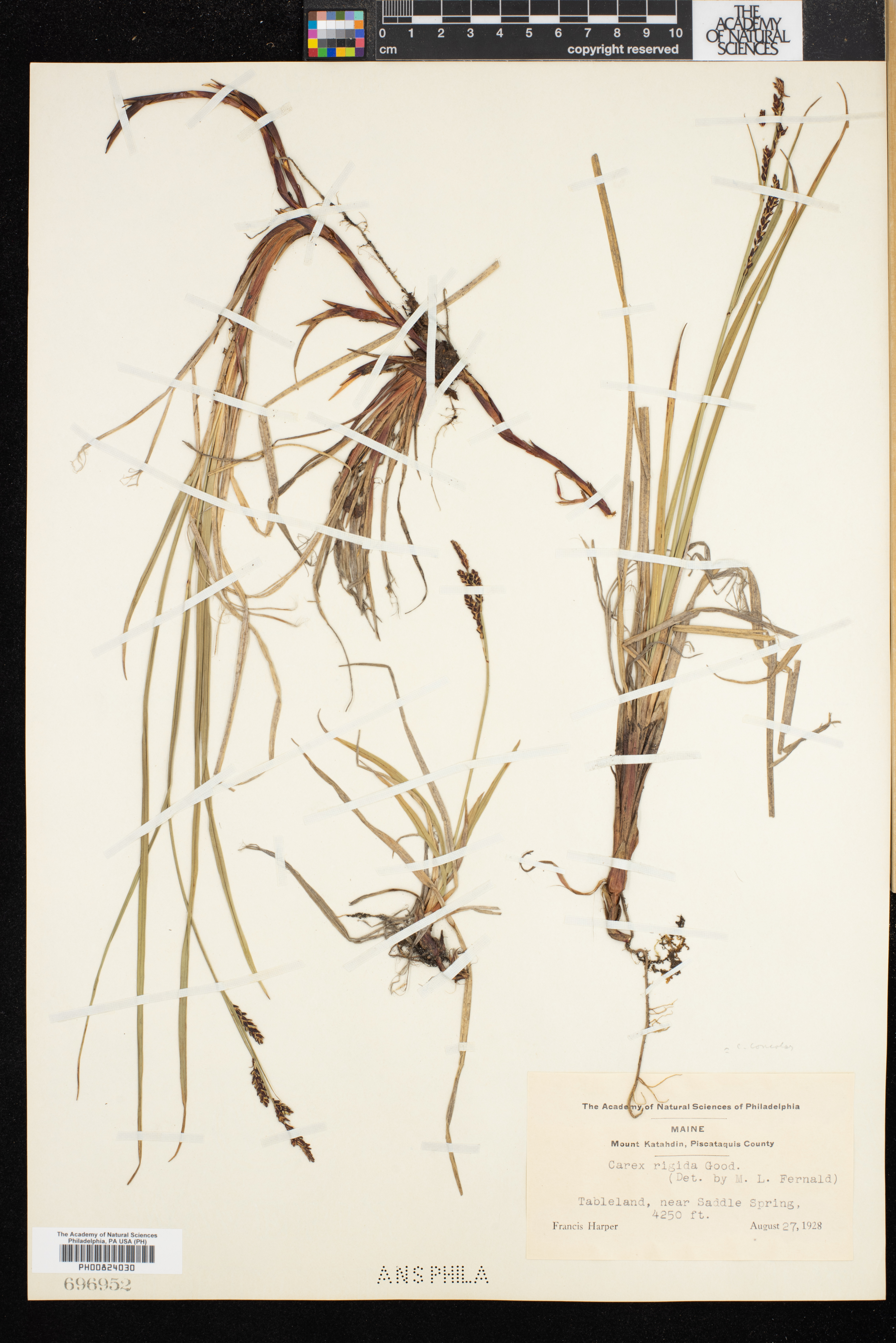 Carex cespitosa image