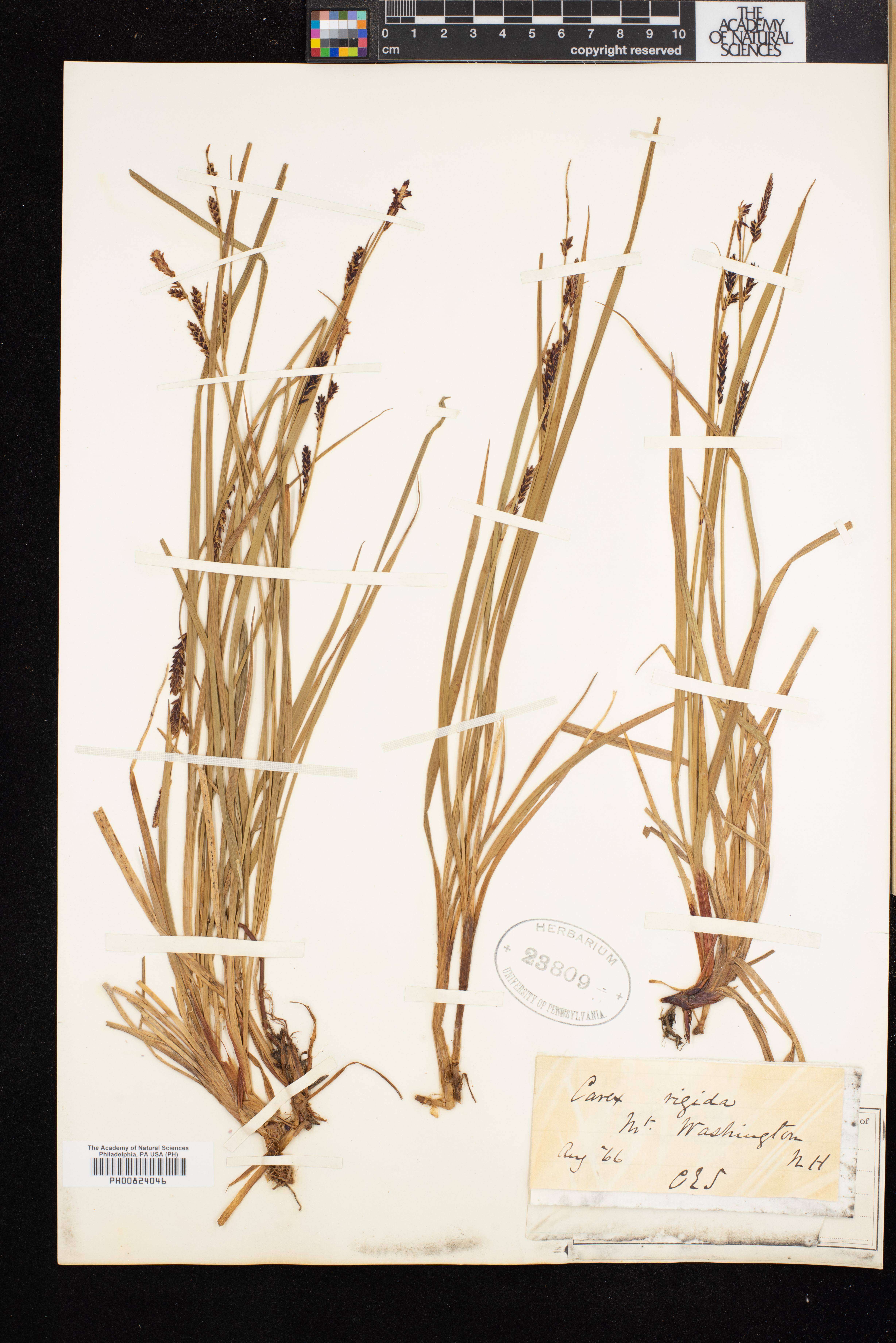 Carex cespitosa image