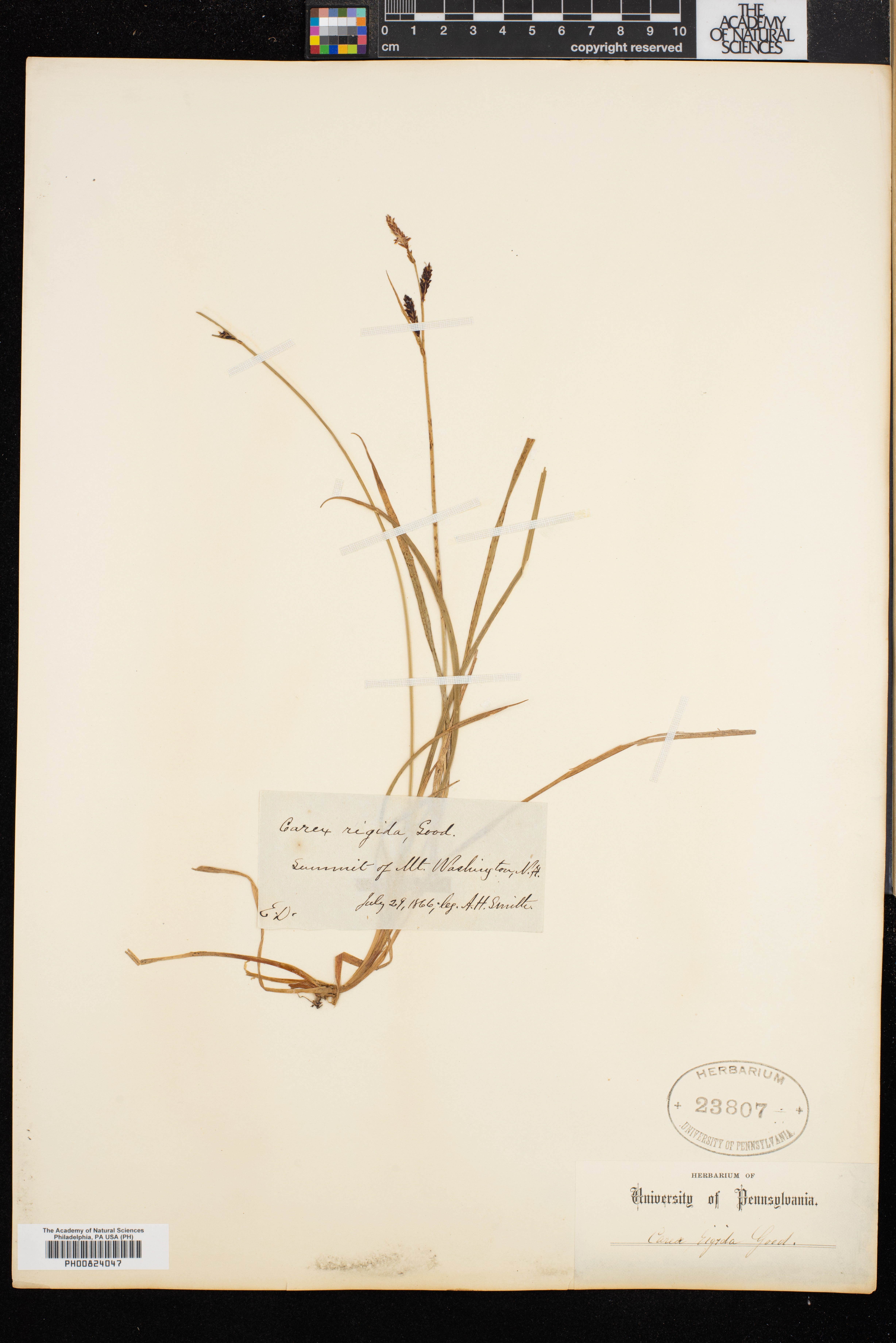 Carex cespitosa image