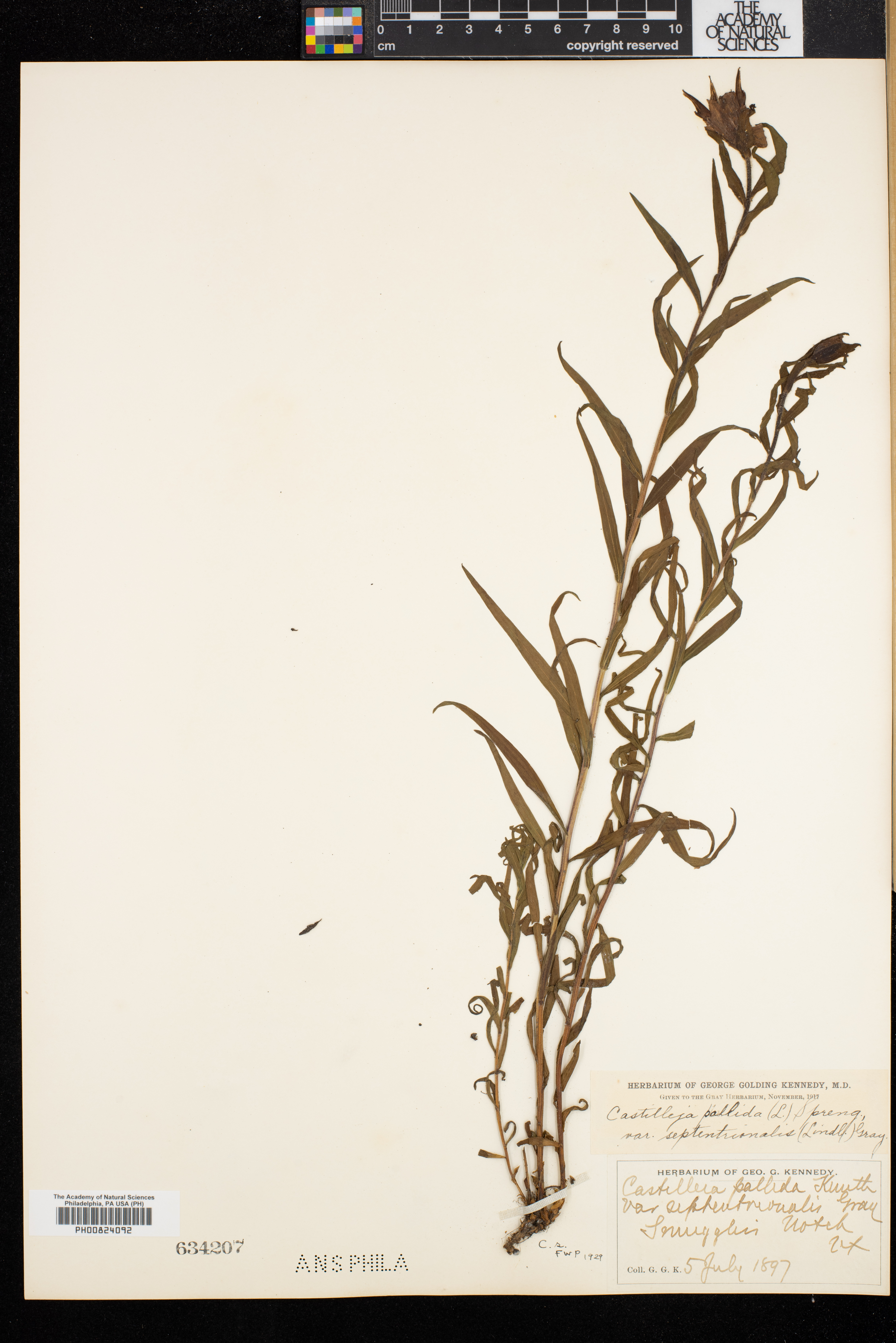 Castilleja pallida var. septentrionalis image