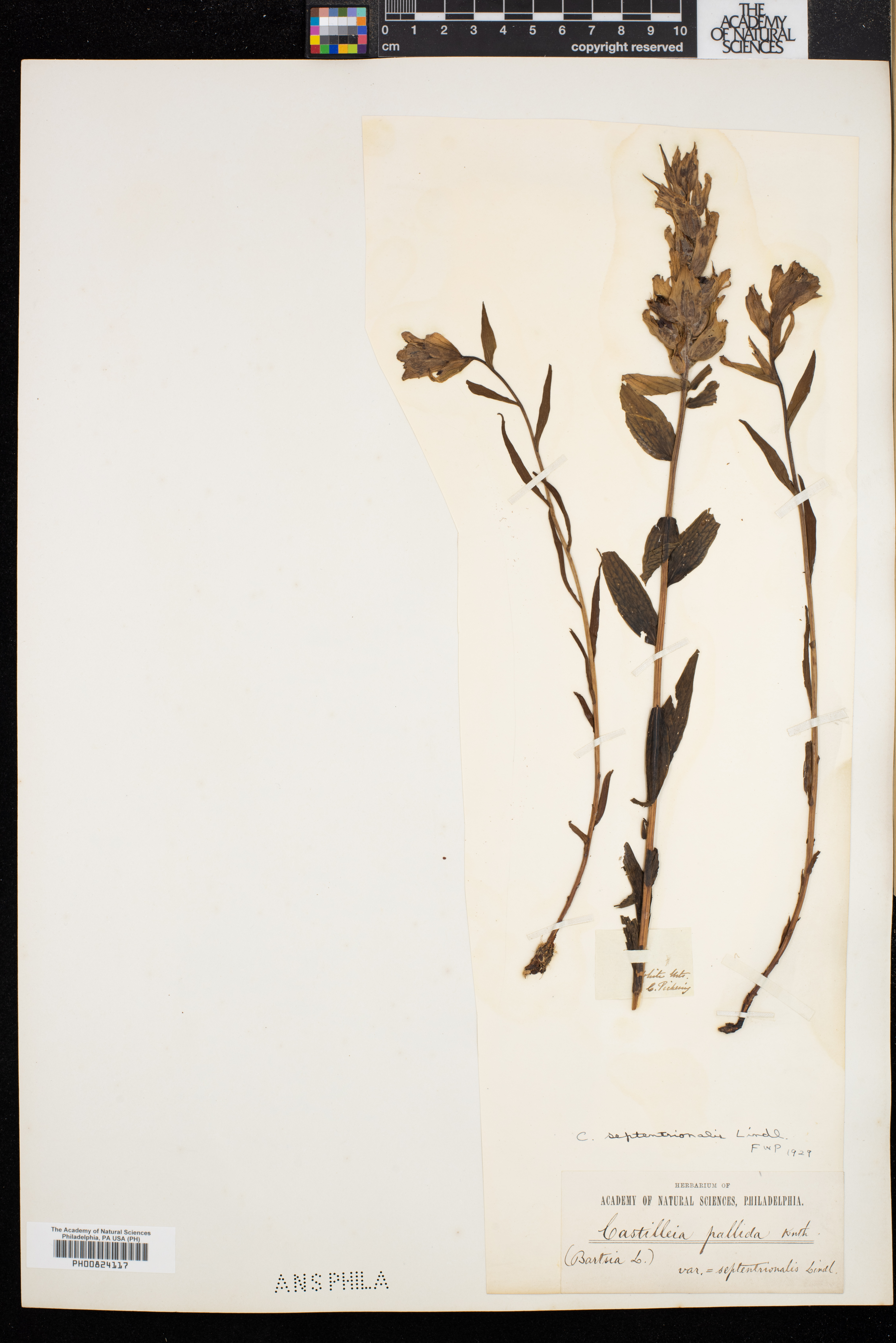 Castilleja pallida var. septentrionalis image