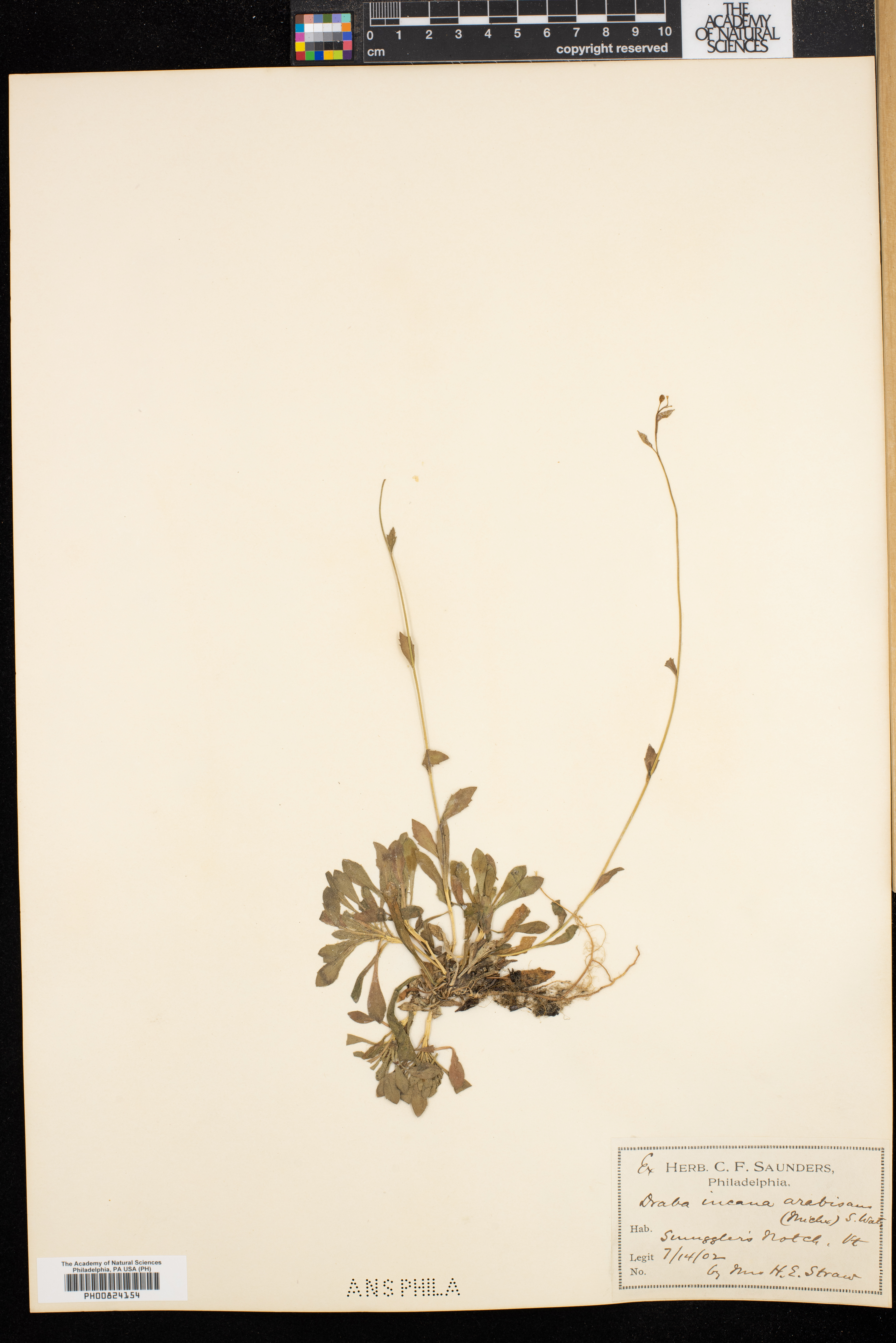 Draba arabisans image