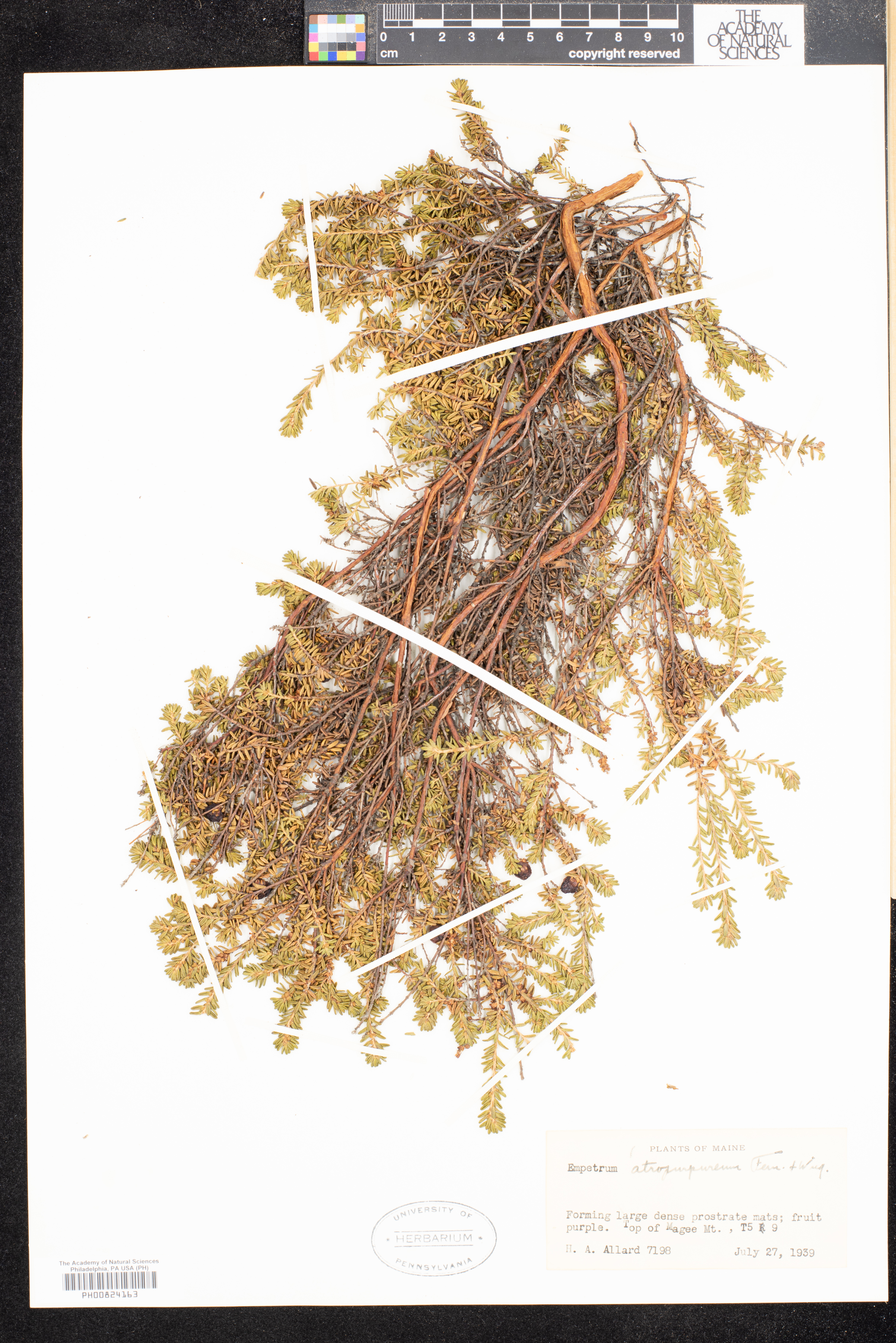 Empetrum atropurpureum image