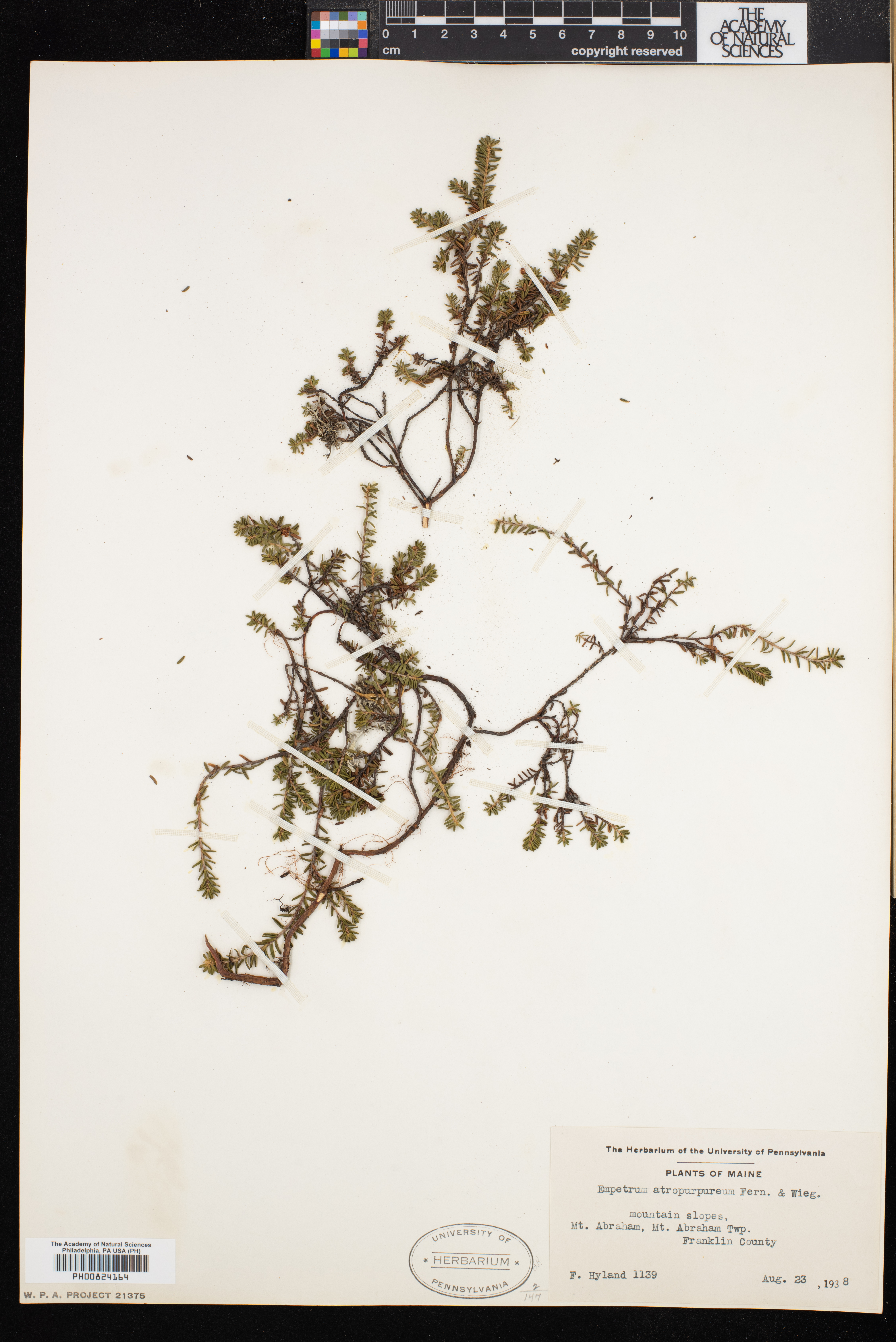 Empetrum atropurpureum image