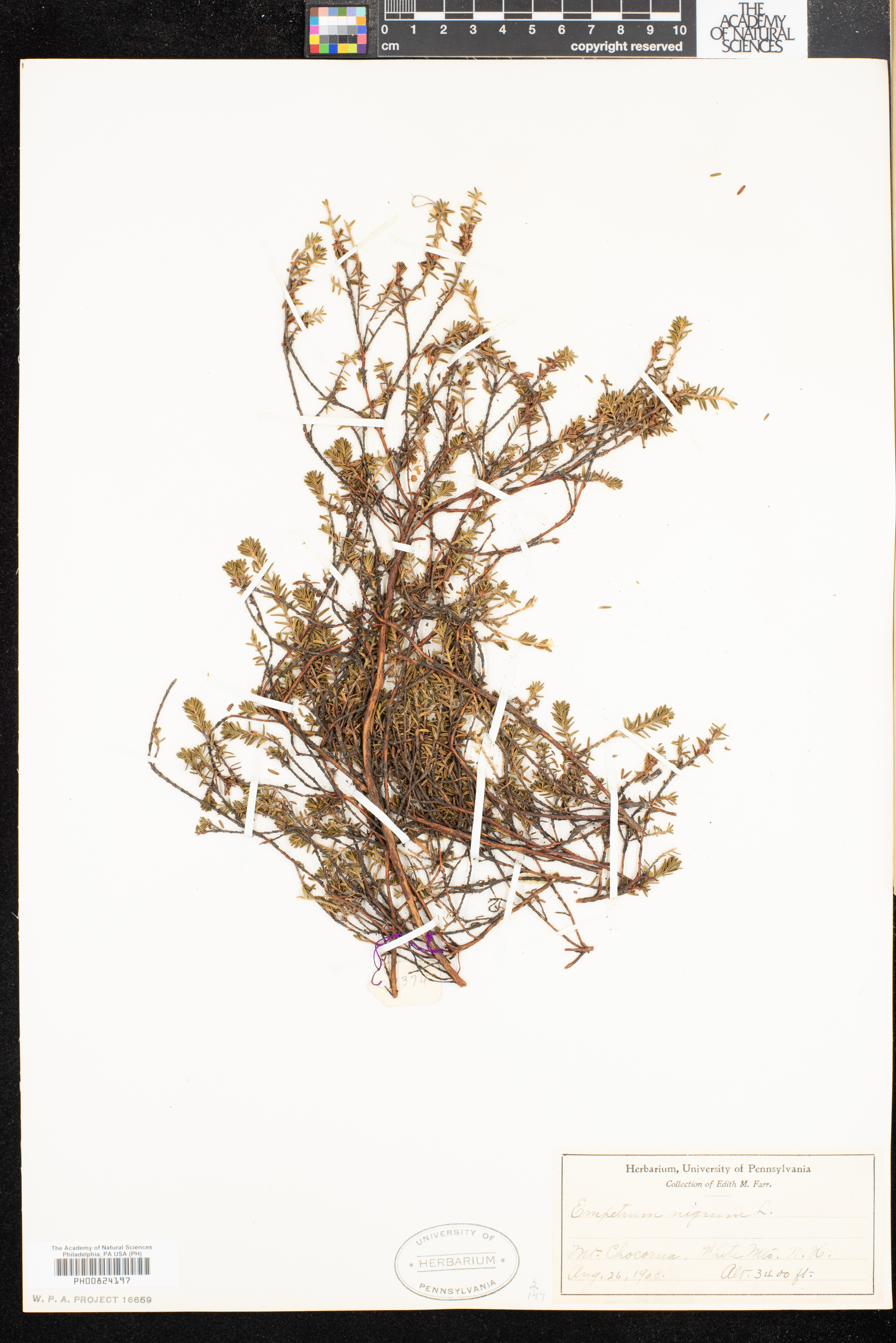 Empetrum nigrum image