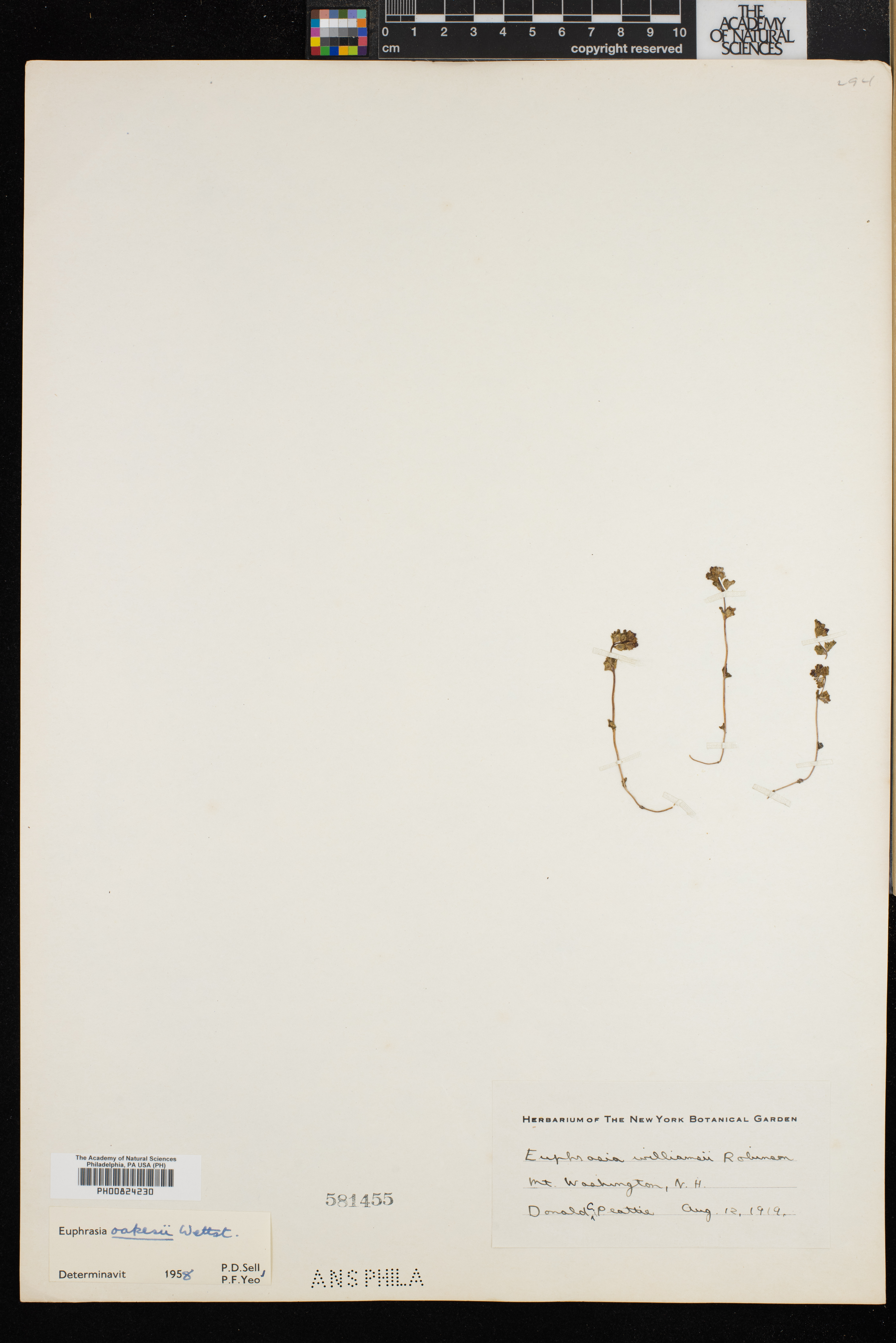Euphrasia oakesii image