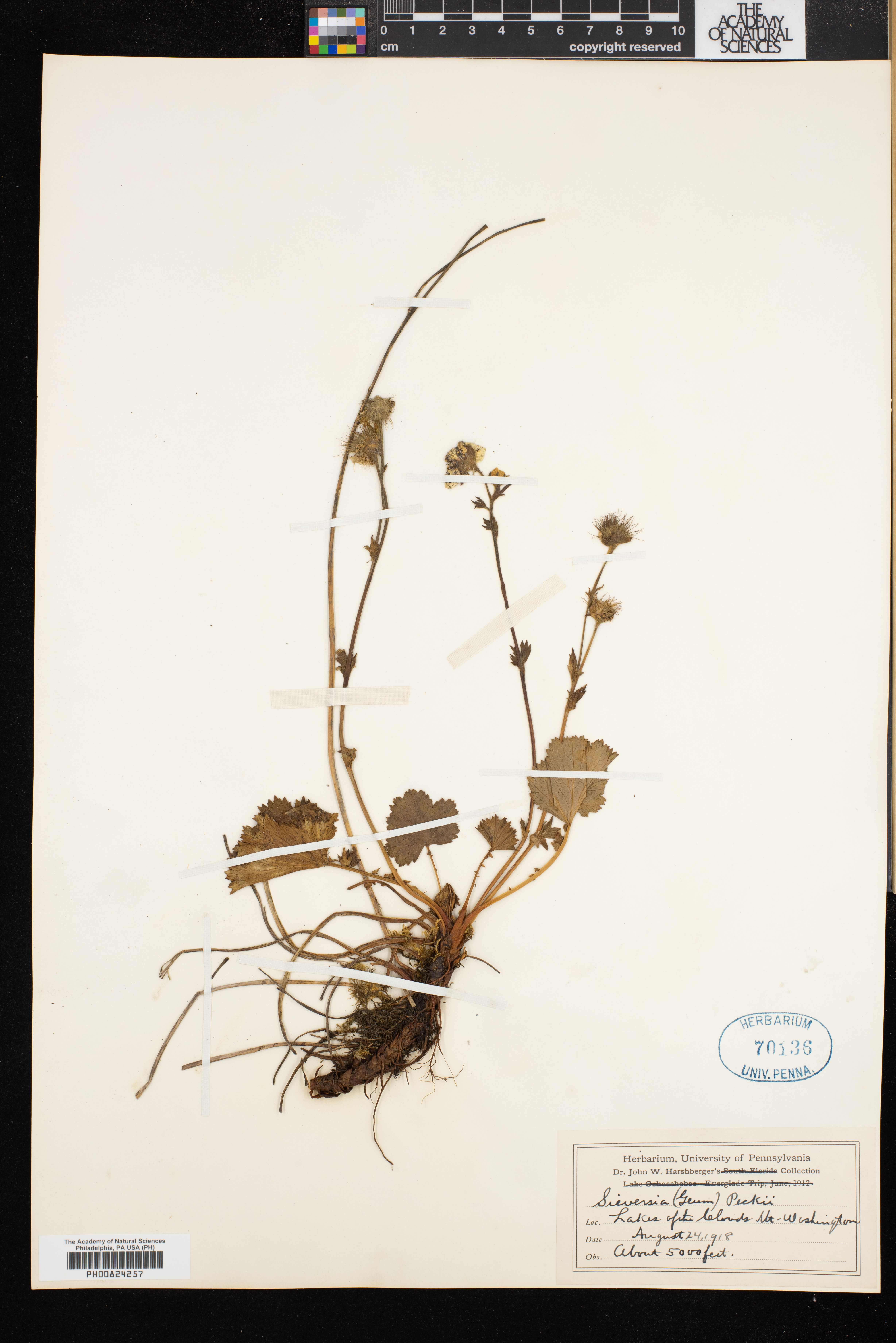 Sieversia peckii image