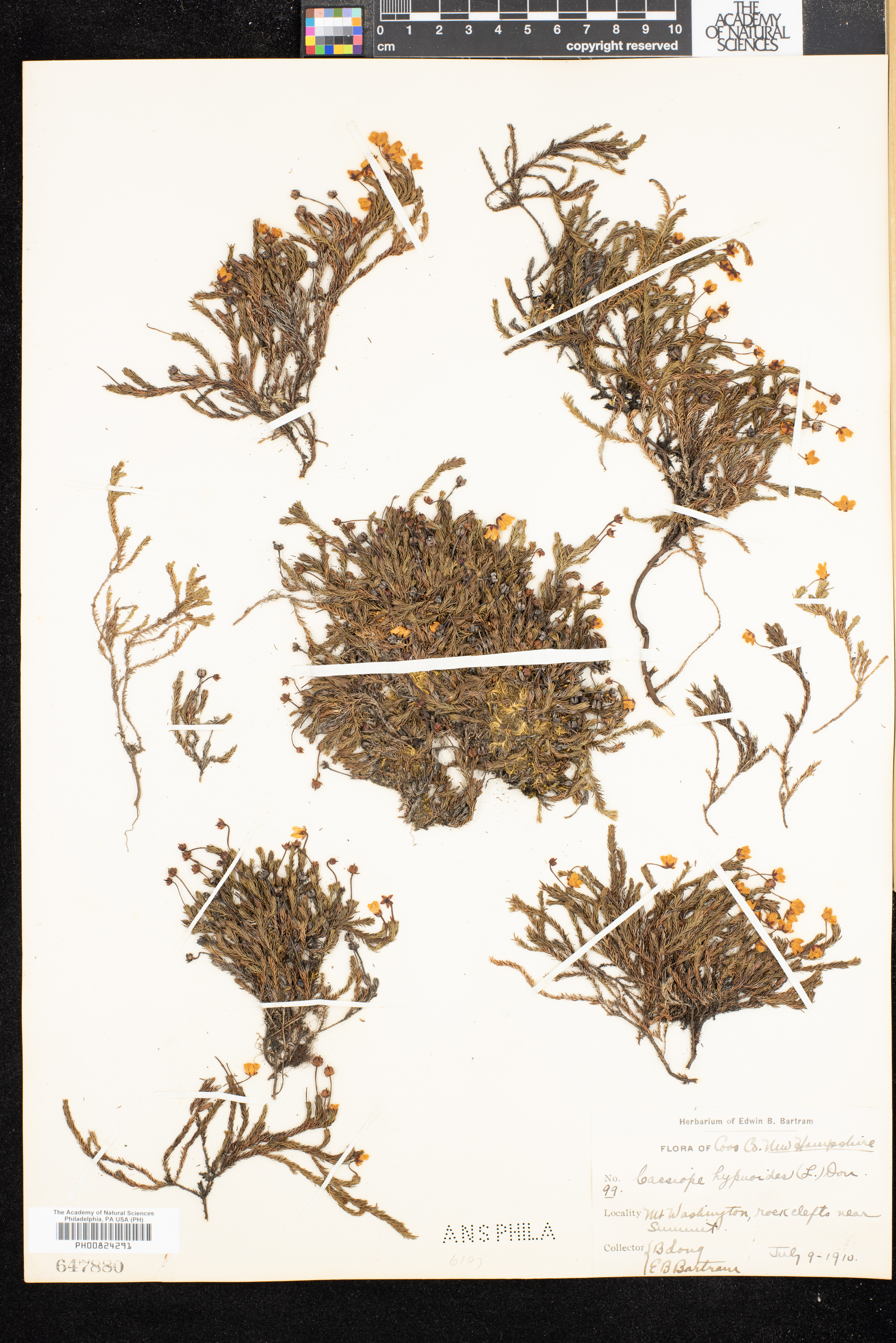 Cassiope hypnoides image