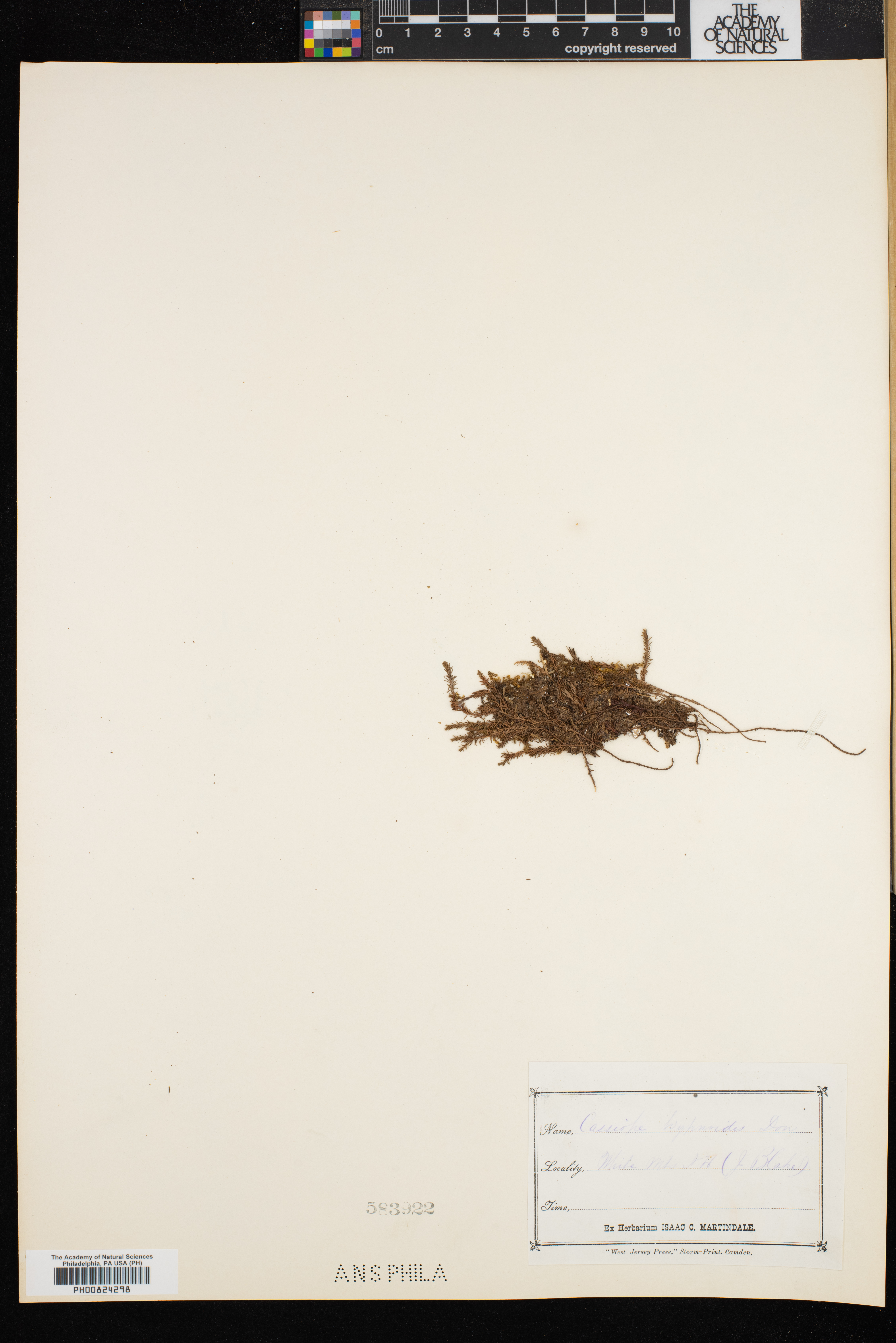 Cassiope hypnoides image