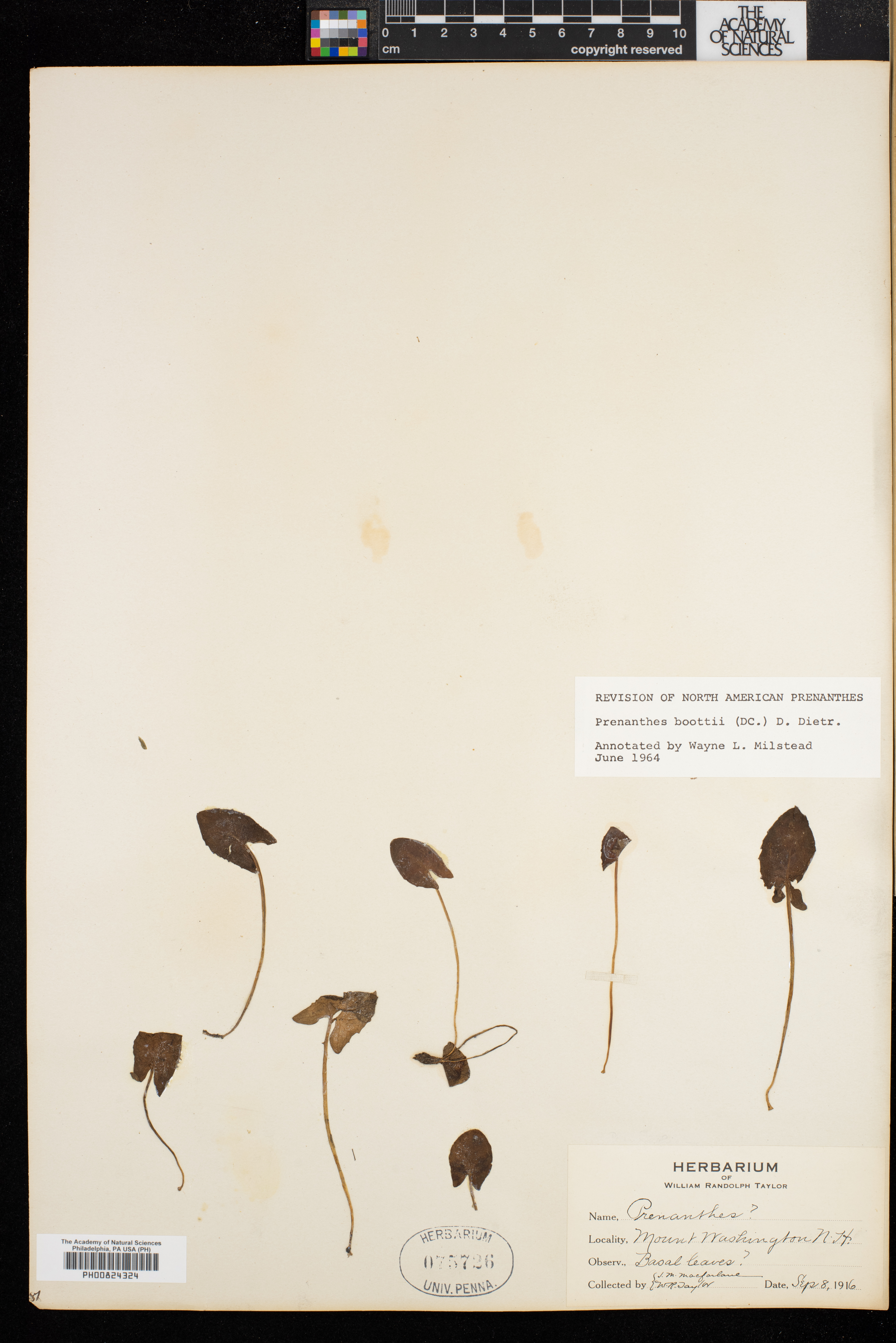 Nabalus boottii image