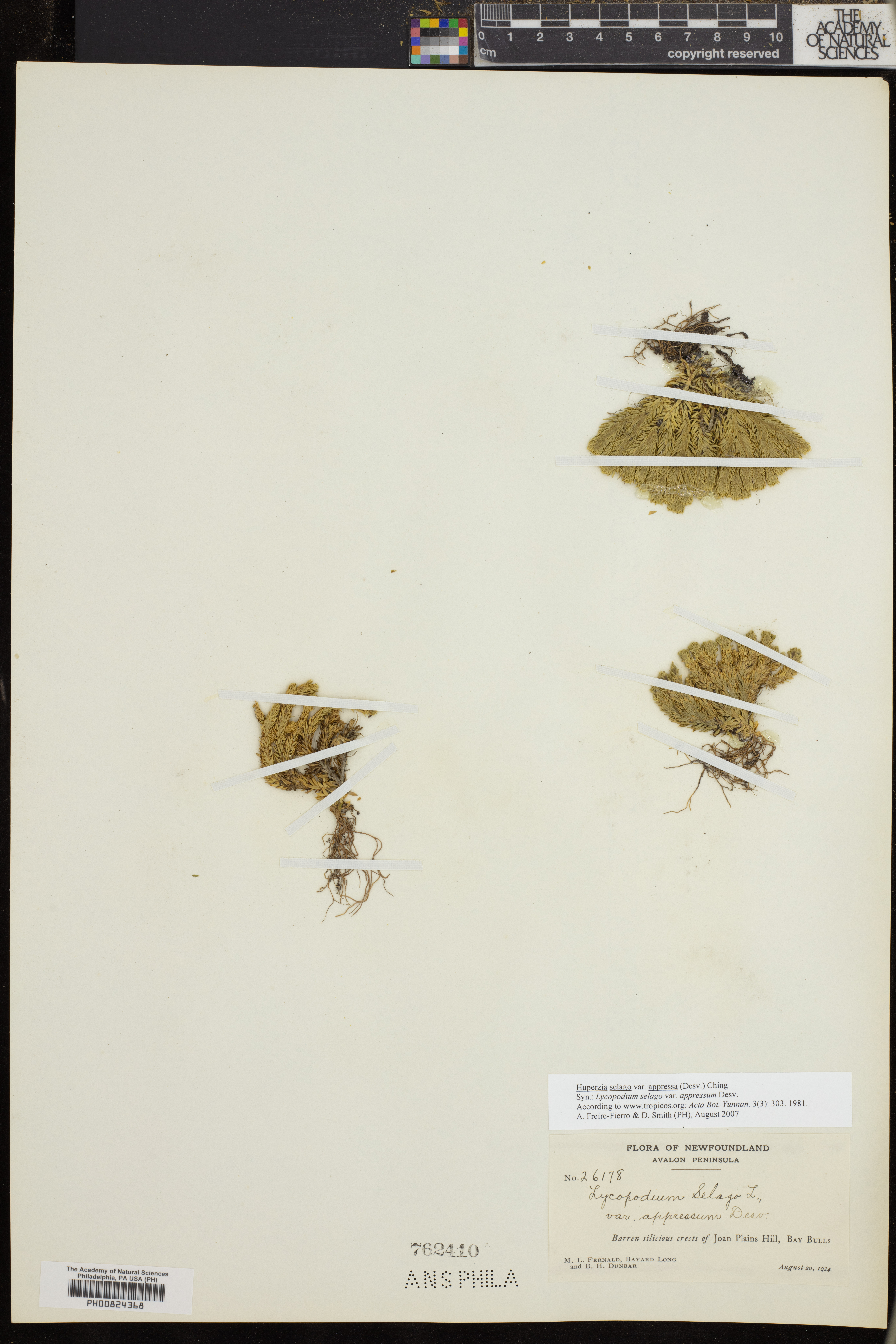 Huperzia selago var. appressa image