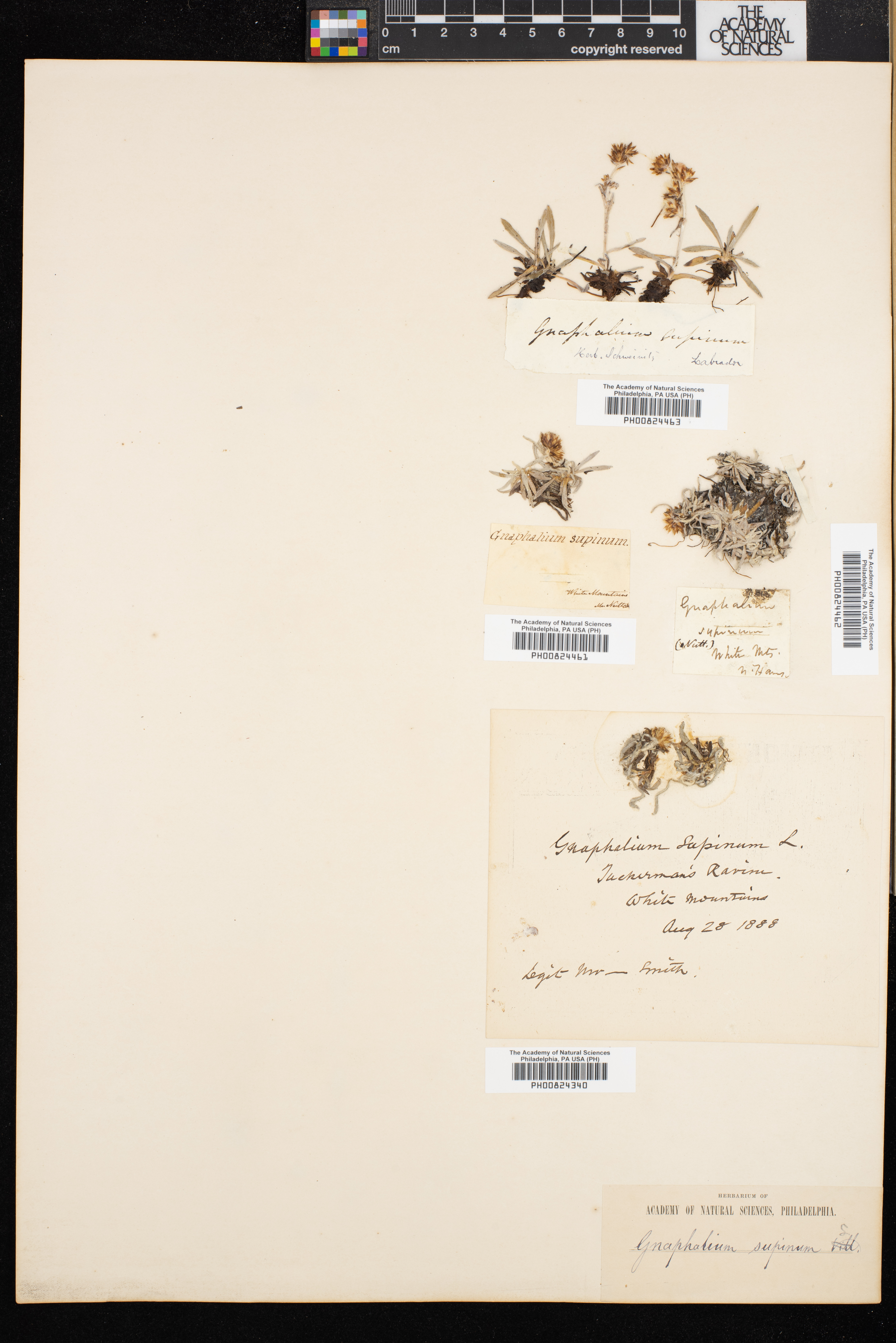 Gnaphalium supinum image