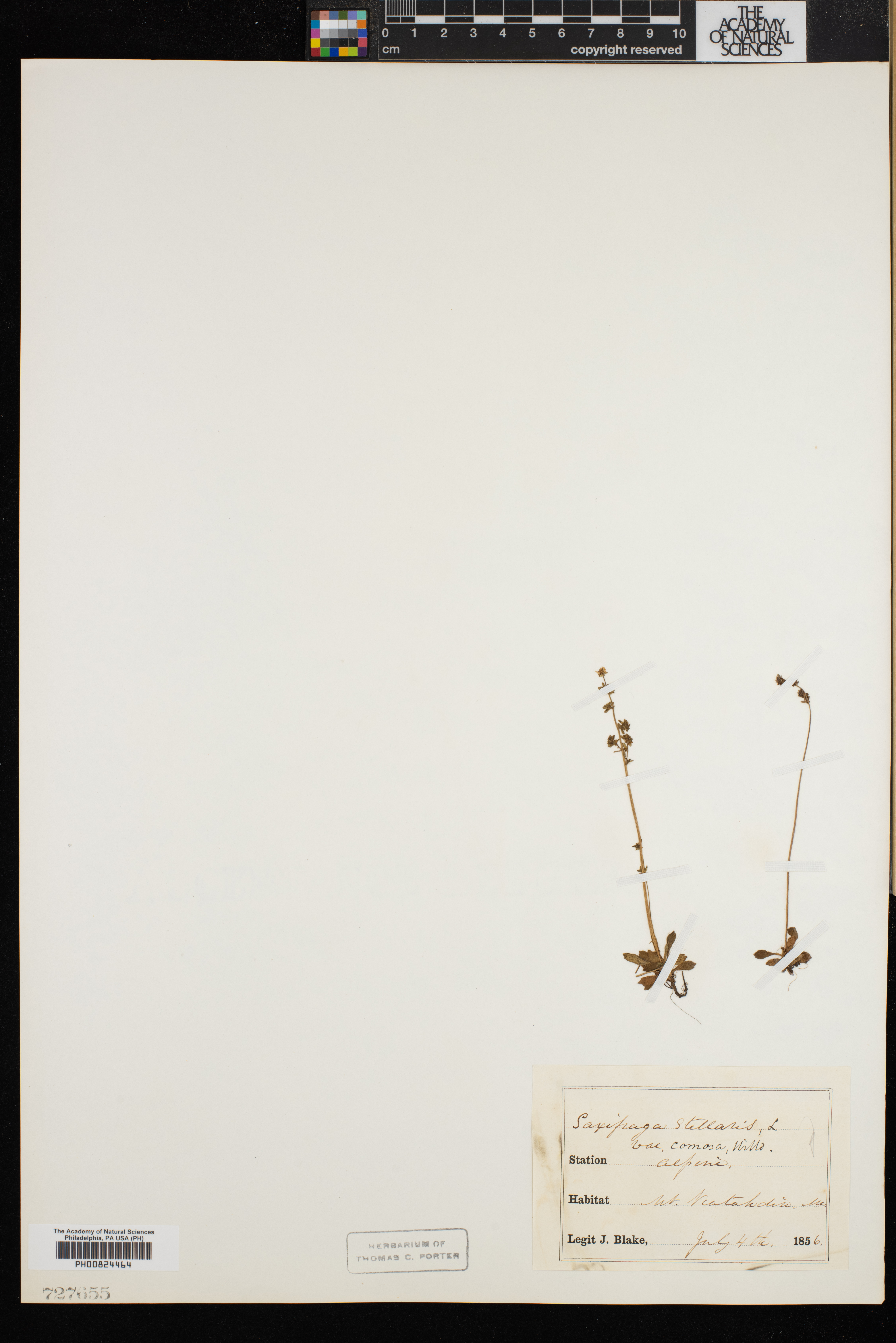 Saxifraga stellaris var. comosa image