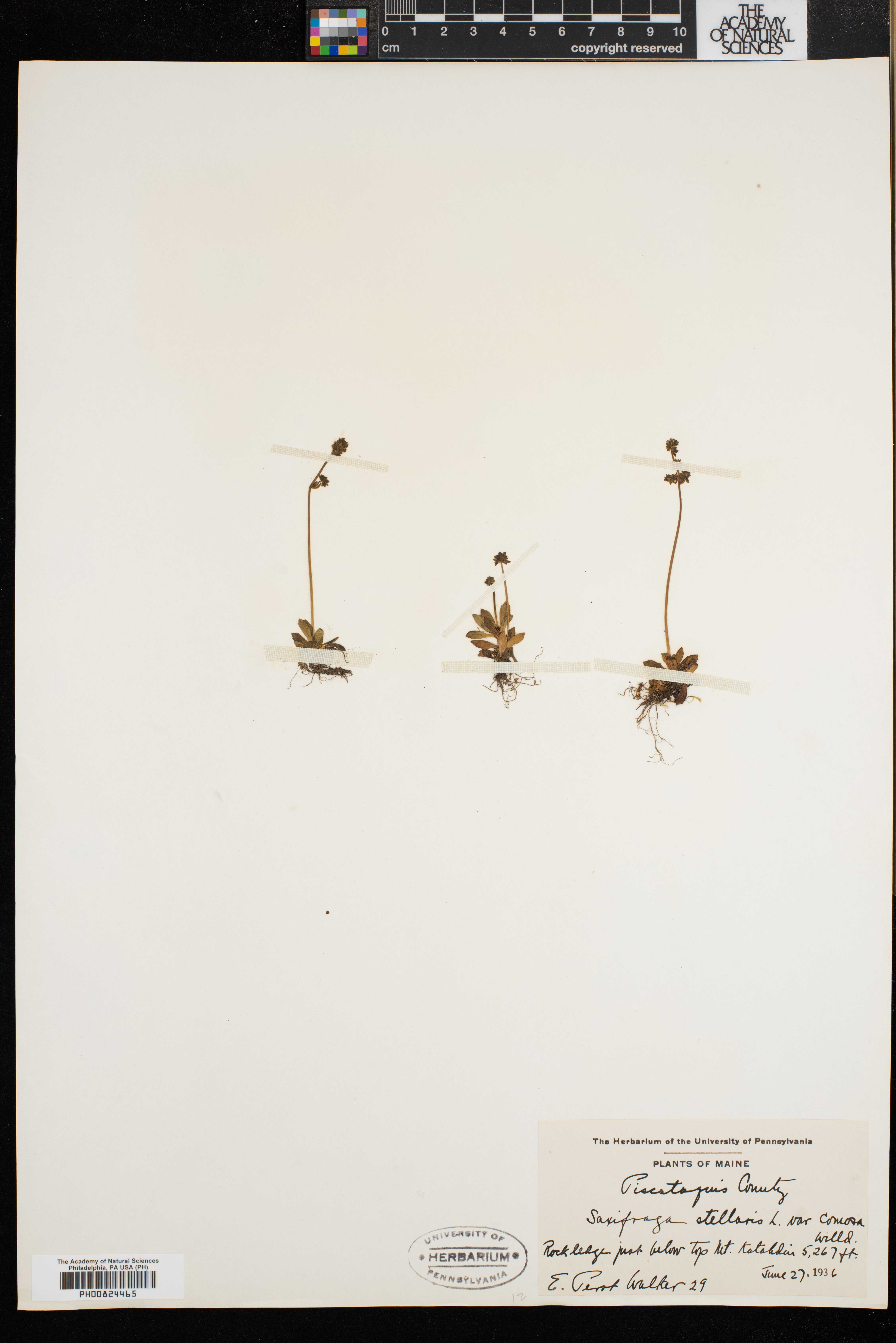 Saxifraga stellaris var. comosa image