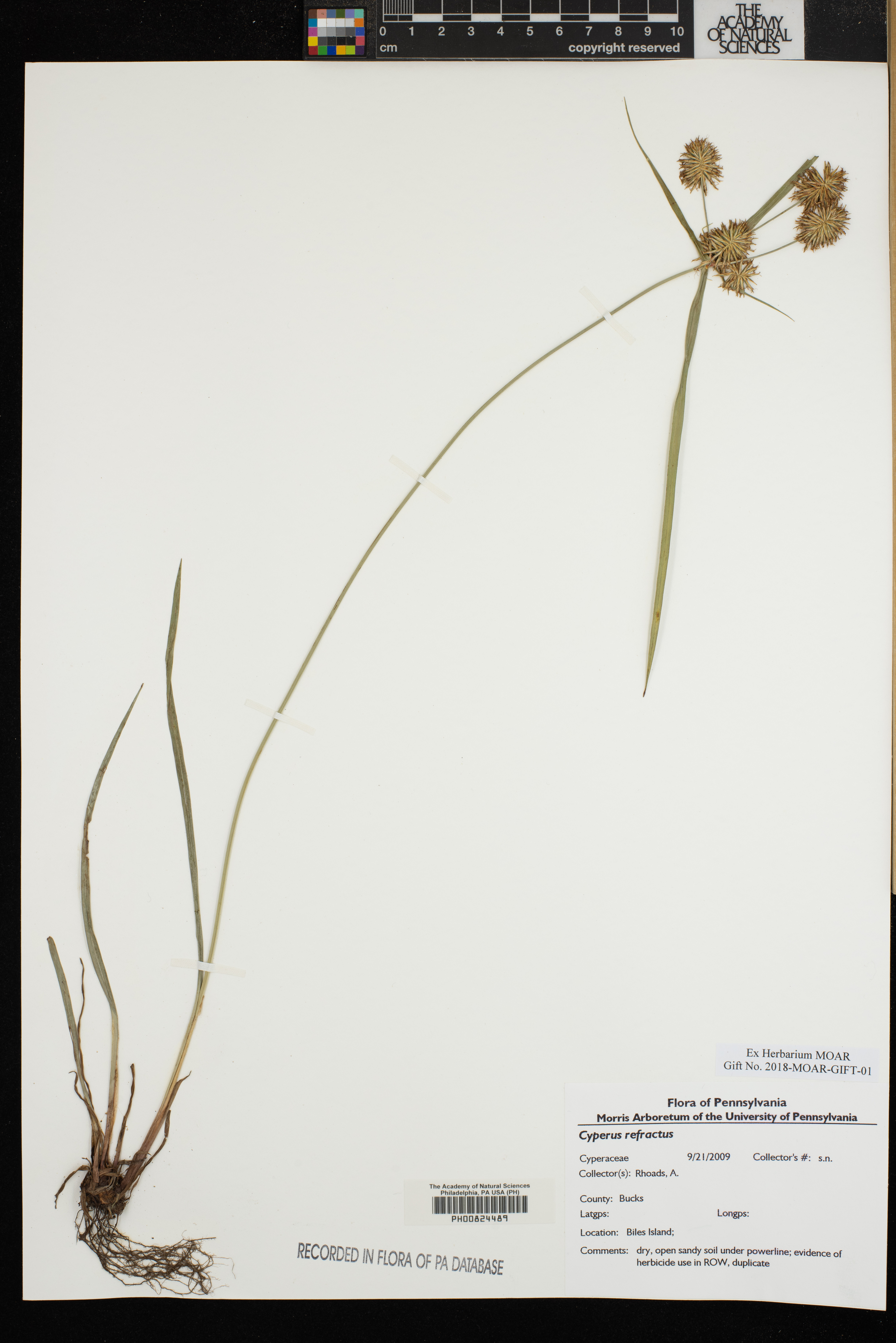 Cyperus refractus image