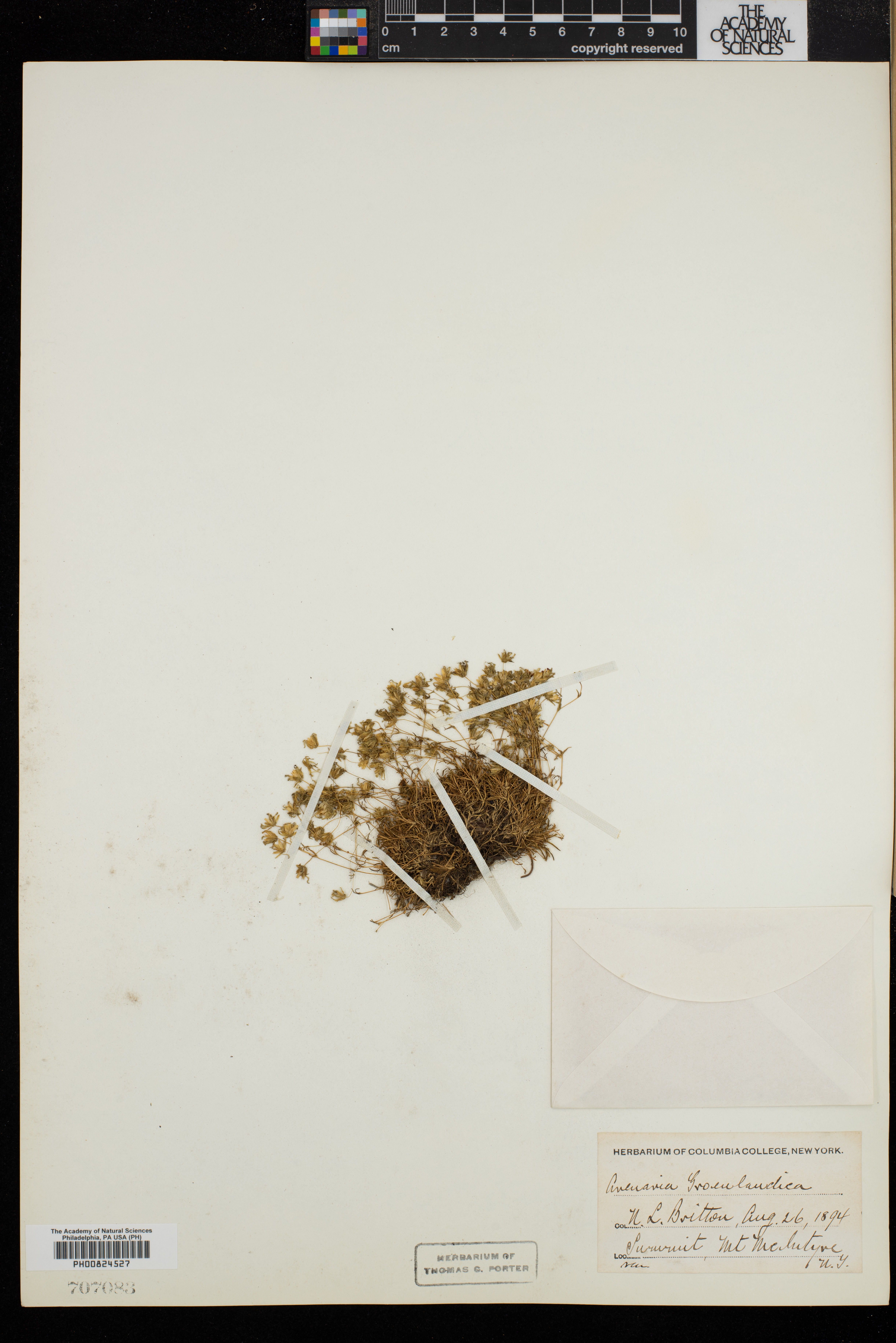 Arenaria groenlandica image