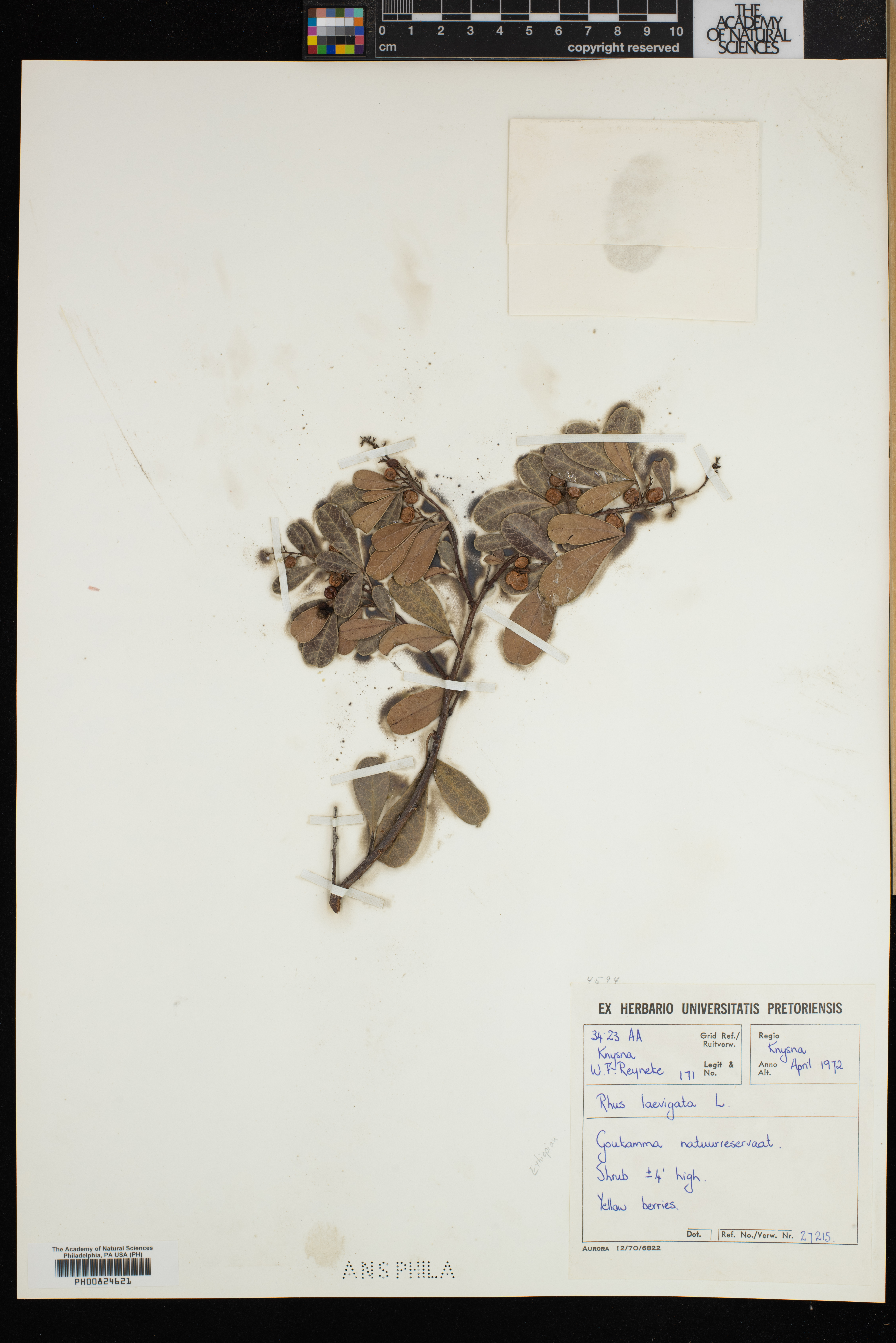 Rhus laevigata image