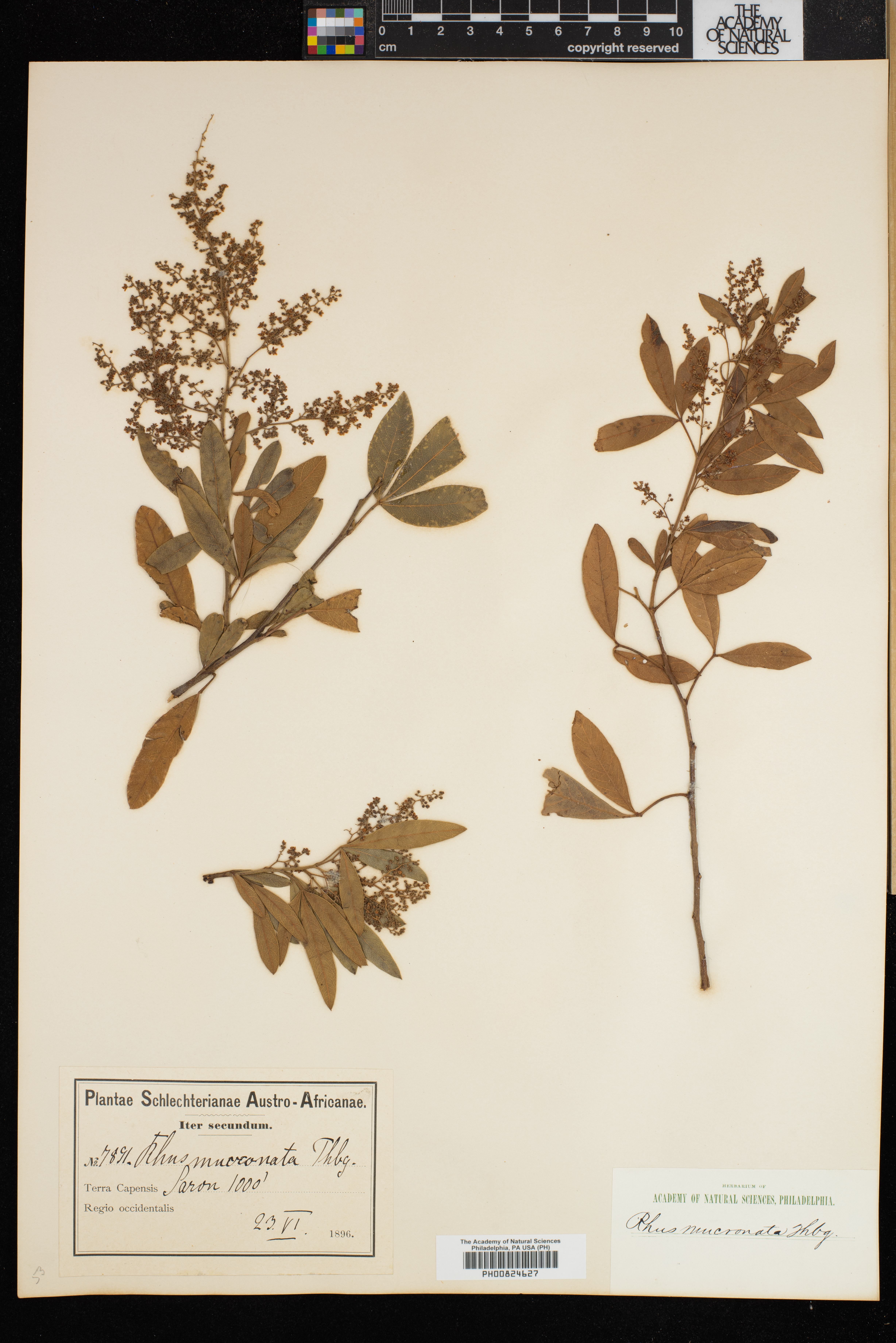 Searsia laevigata image