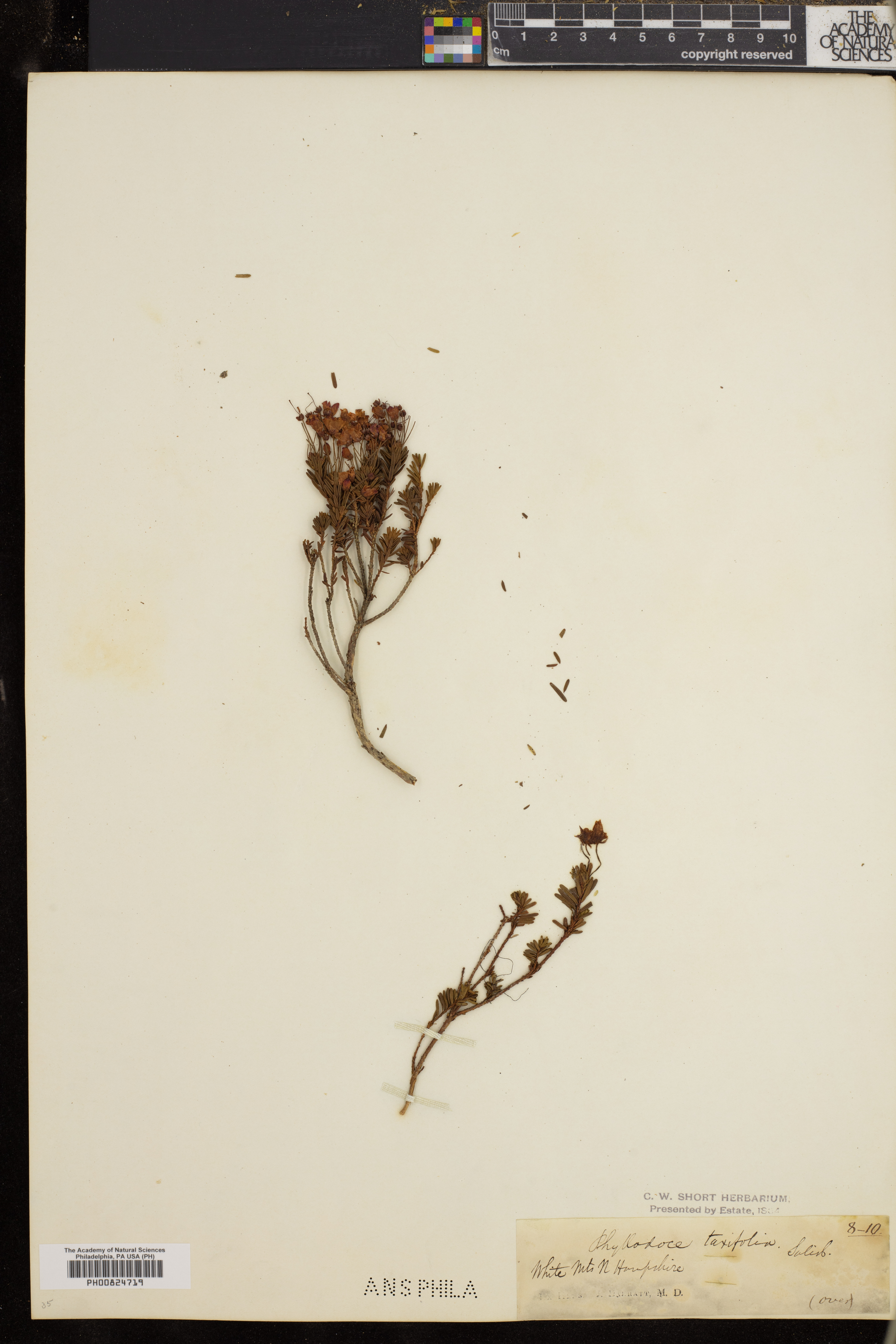 Phyllodoce caerulea image