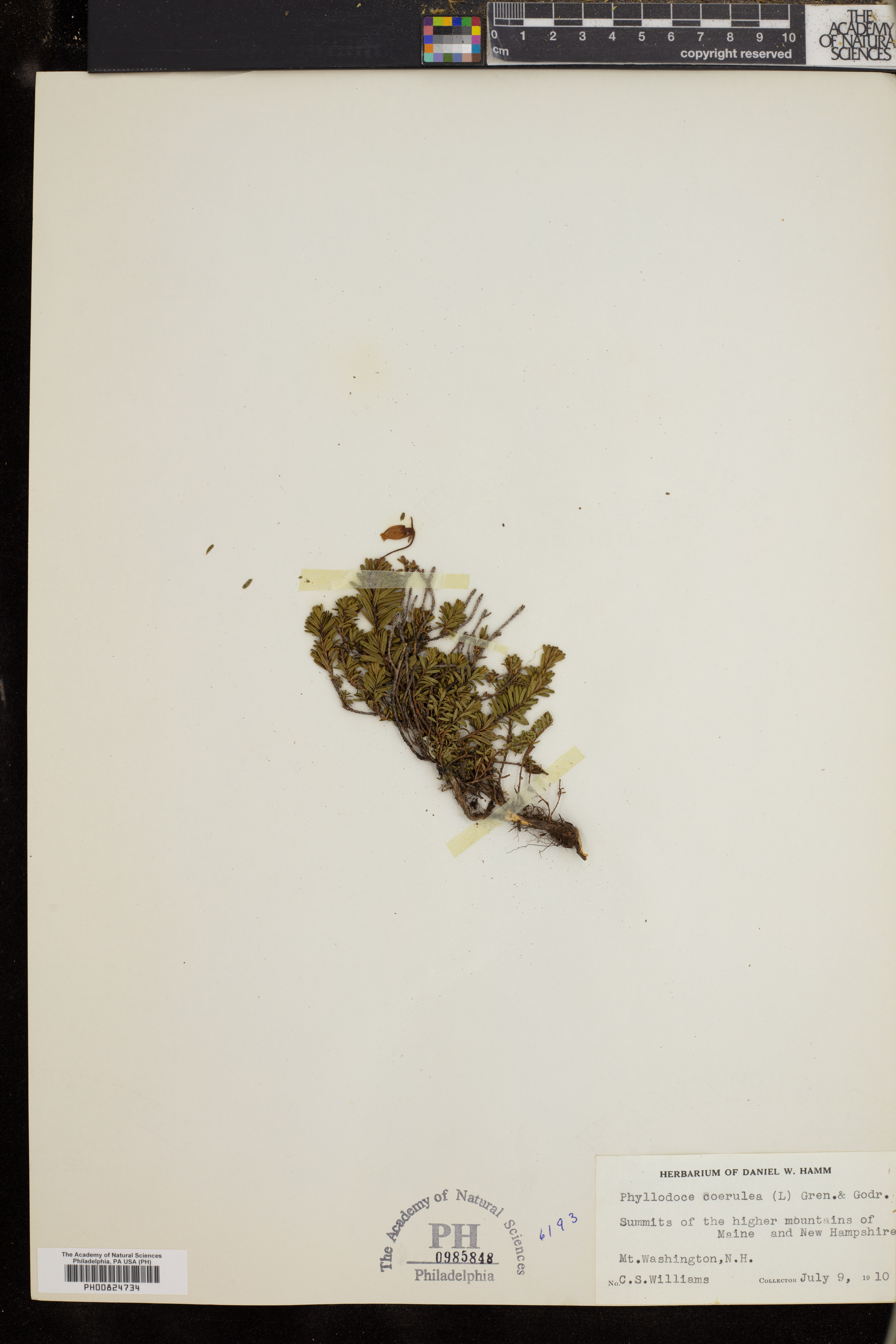 Phyllodoce caerulea image