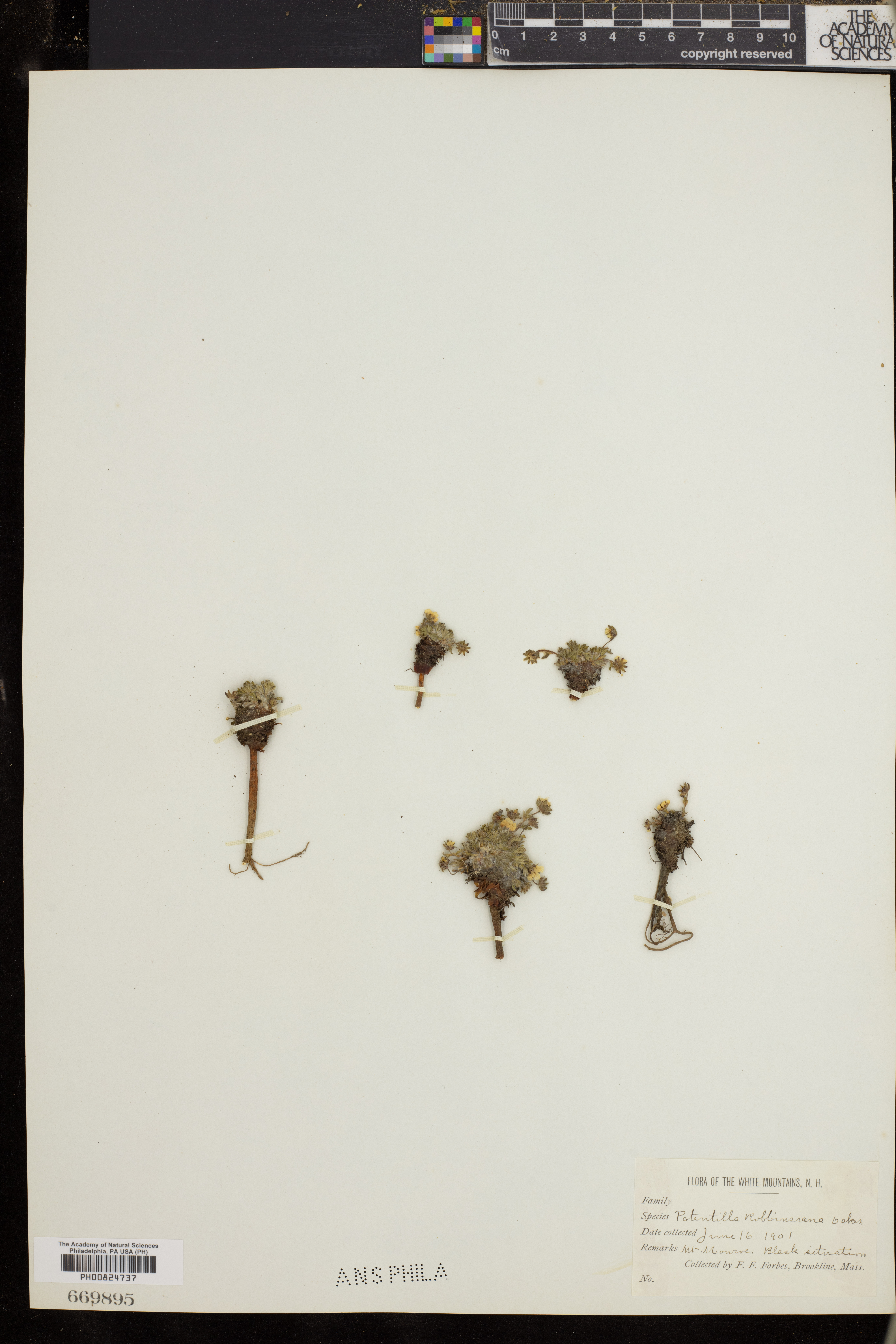 Potentilla robbinsiana image