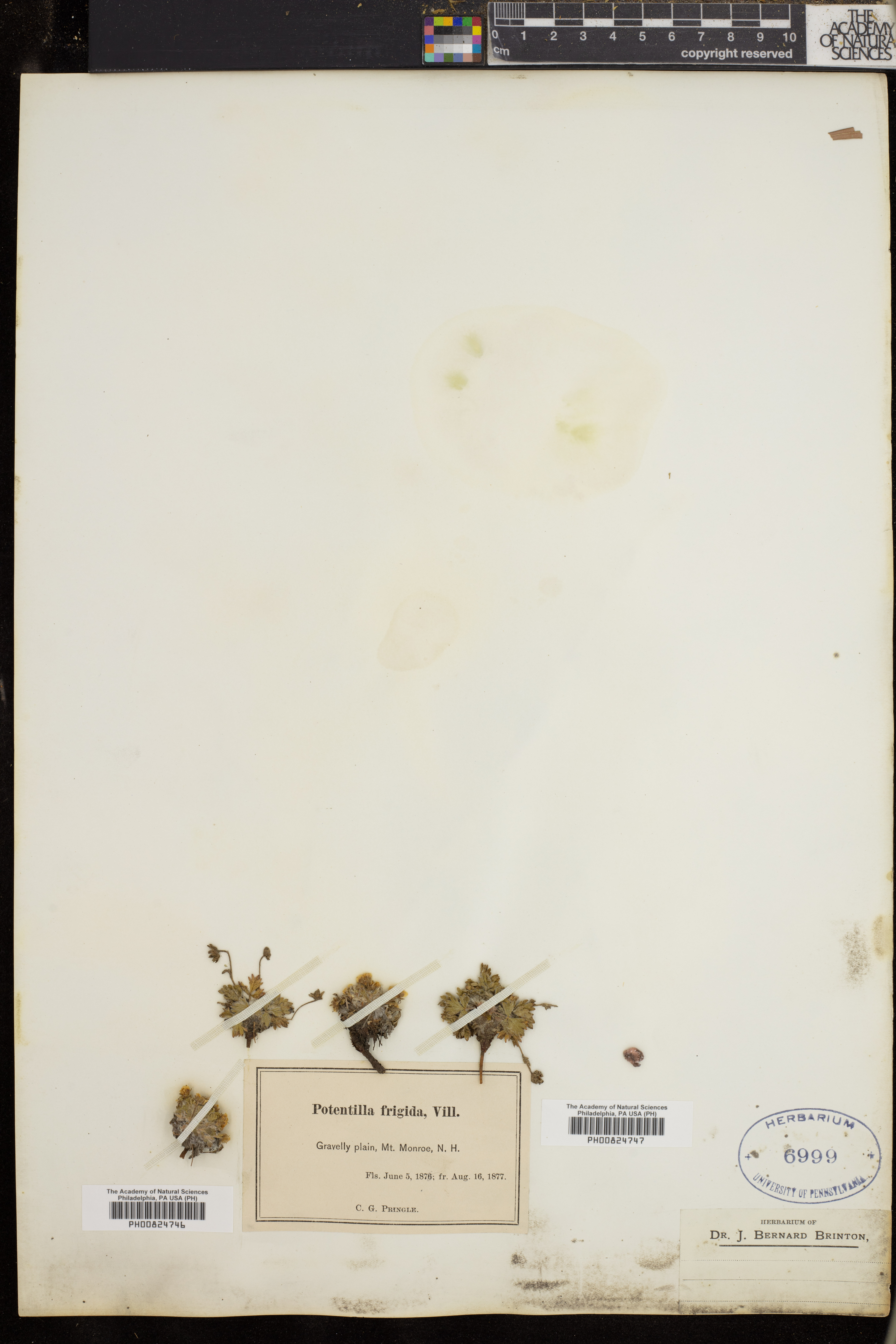 Potentilla frigida image