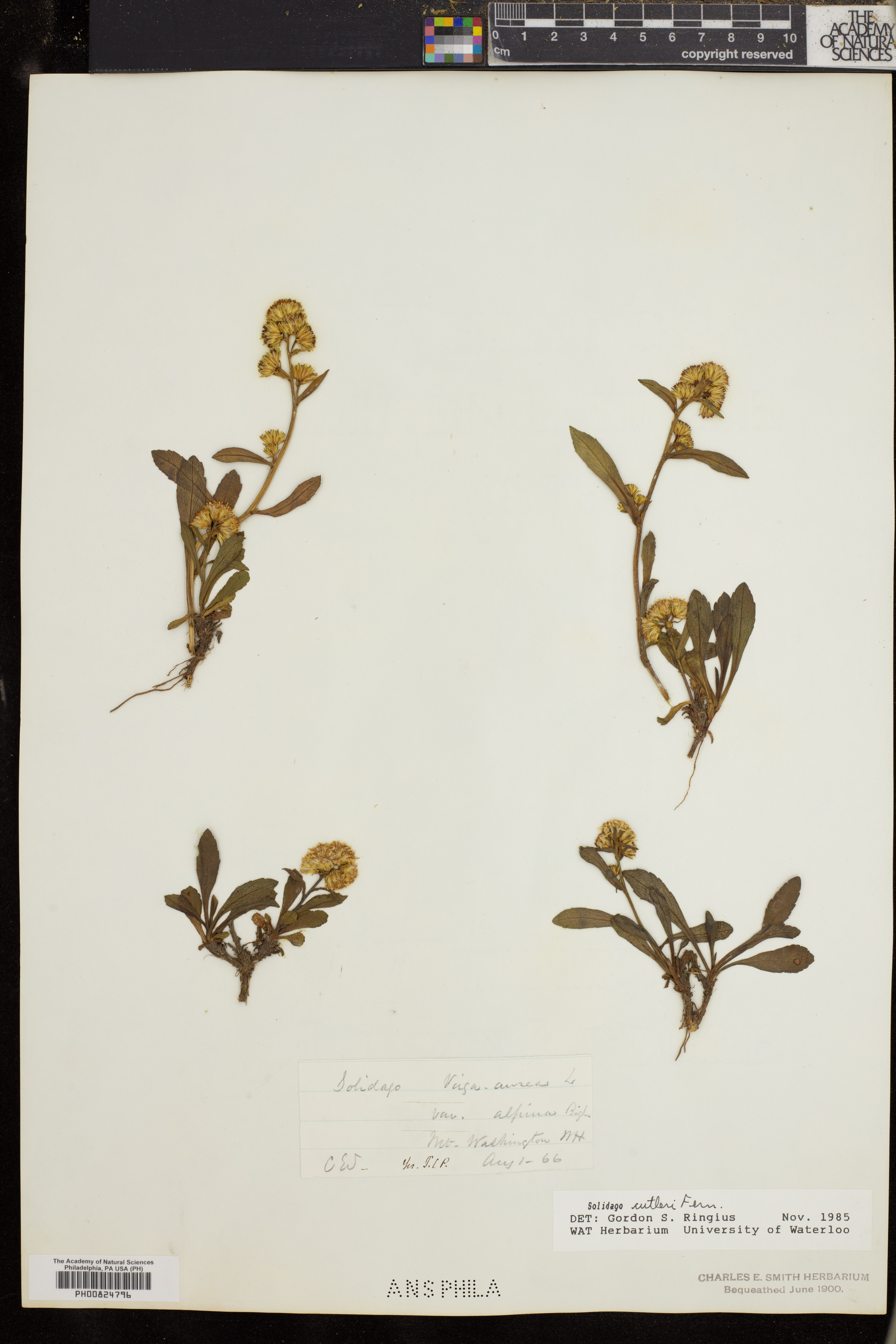 Solidago cutleri image