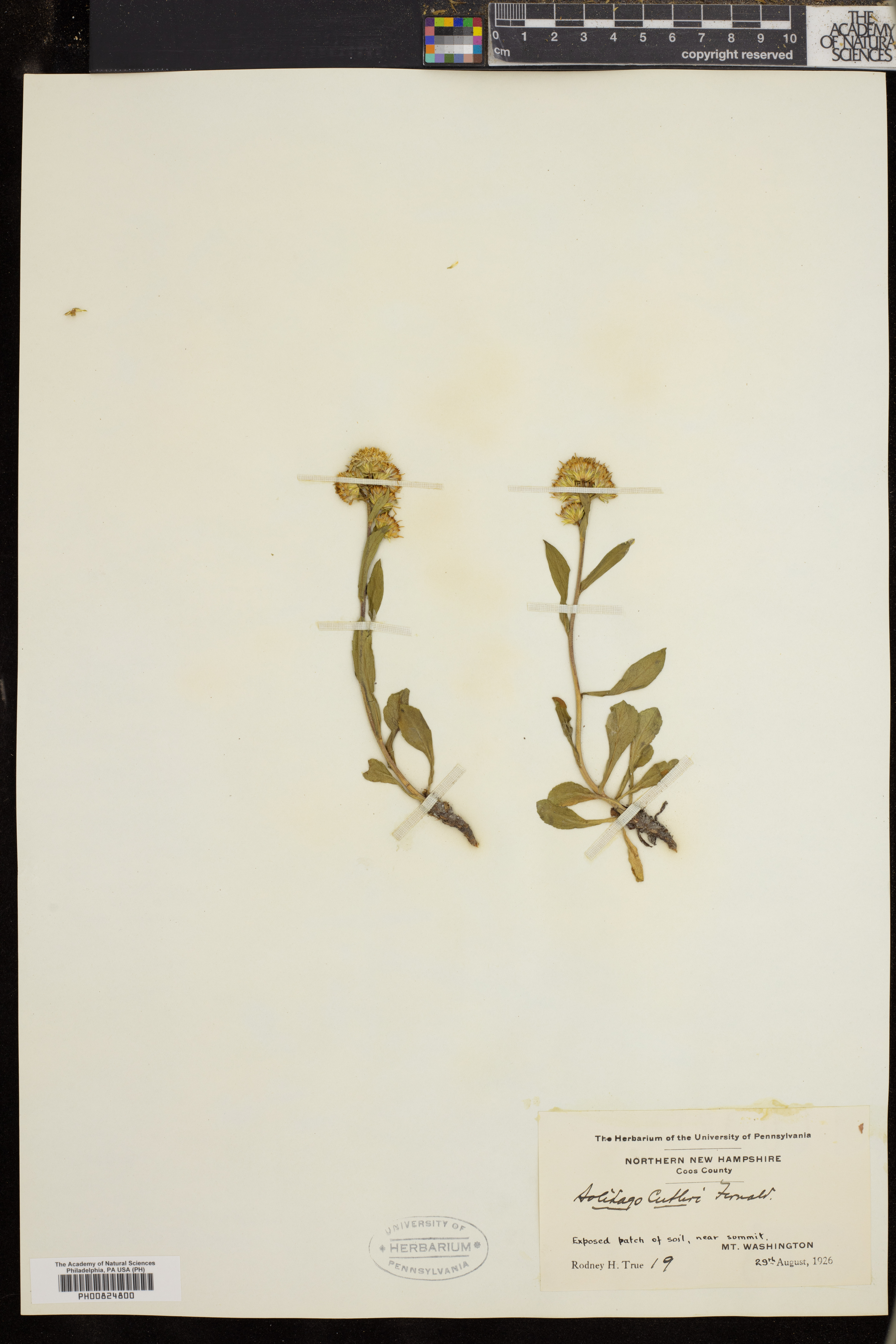 Solidago cutleri image